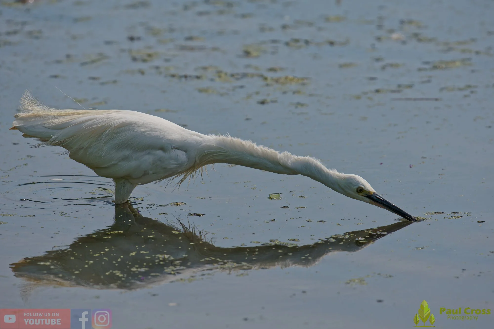 Little Egret-00666.jpg