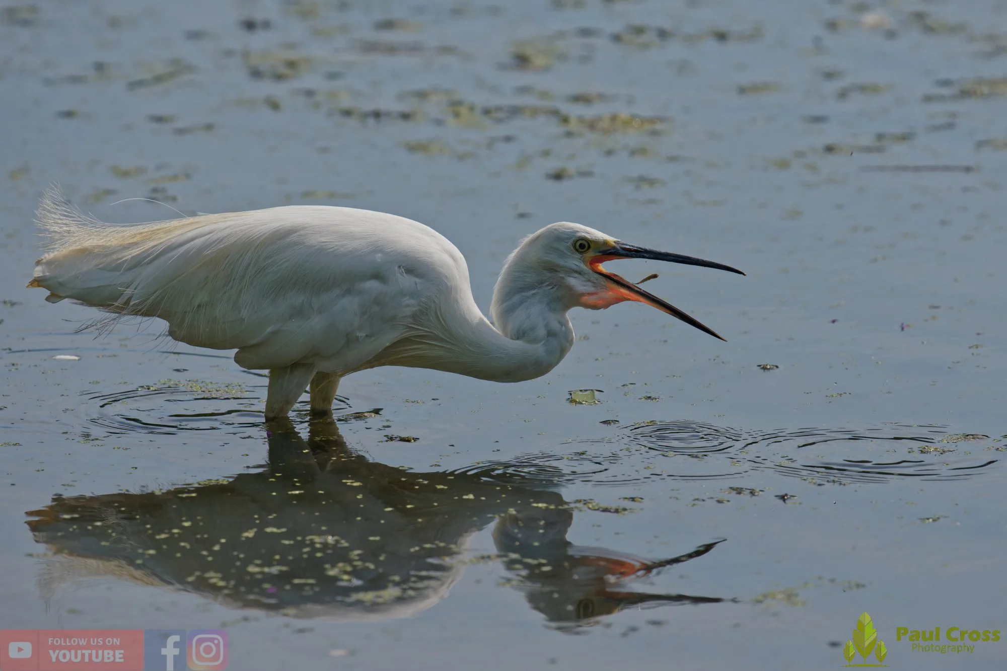 Little Egret-00667.jpg
