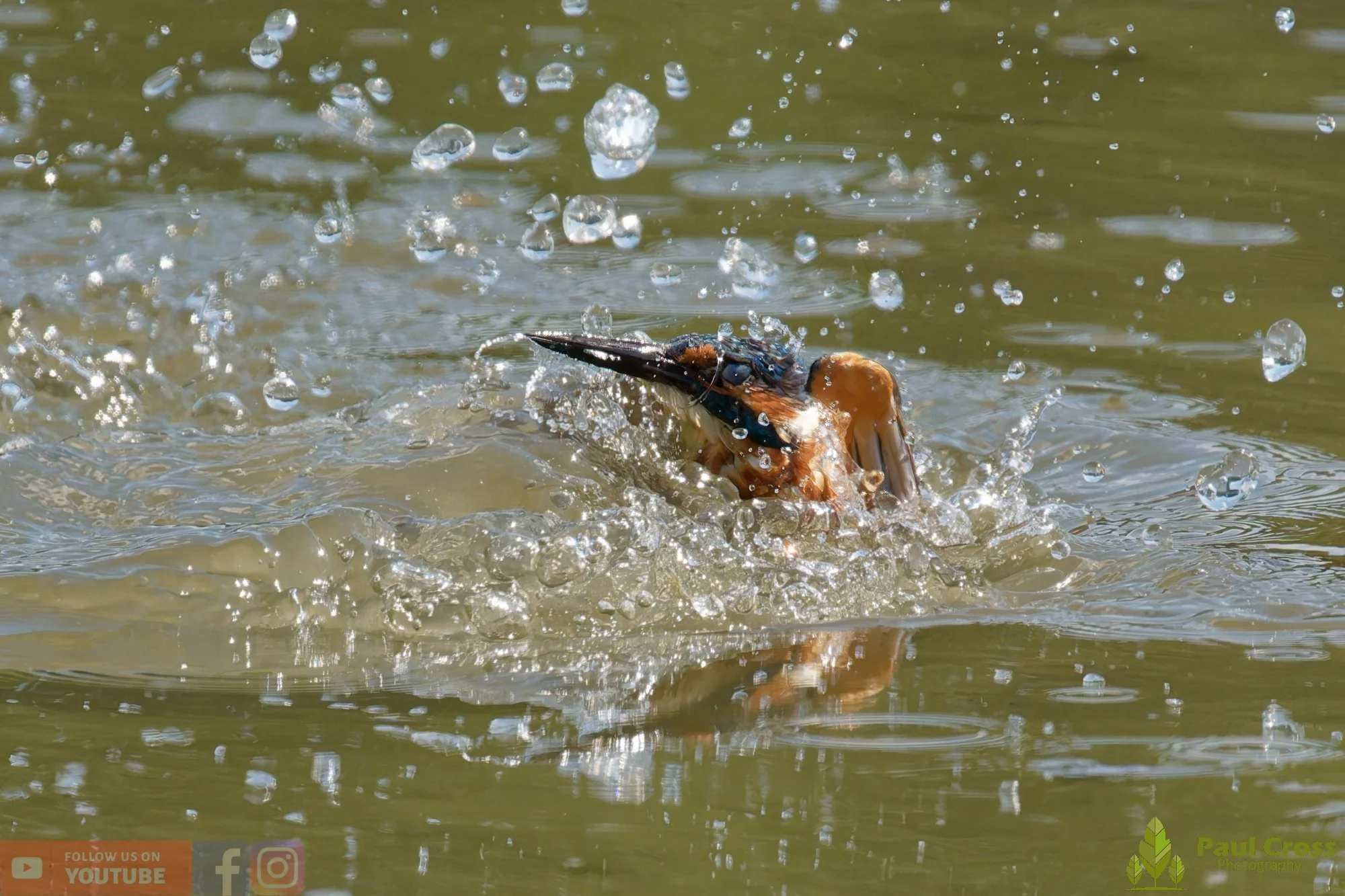 Kingfisher-00883.jpg