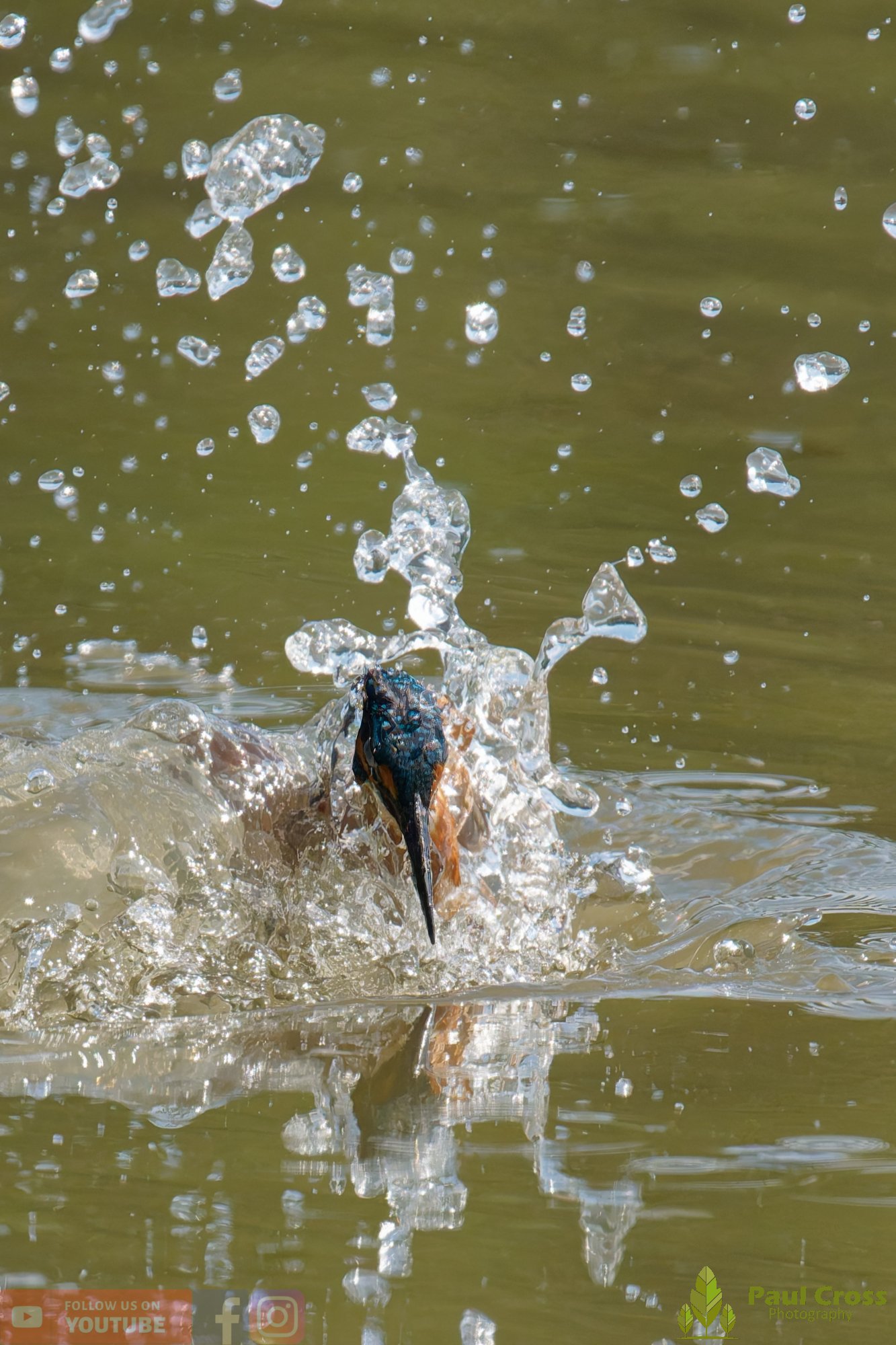 Kingfisher-00882.jpg