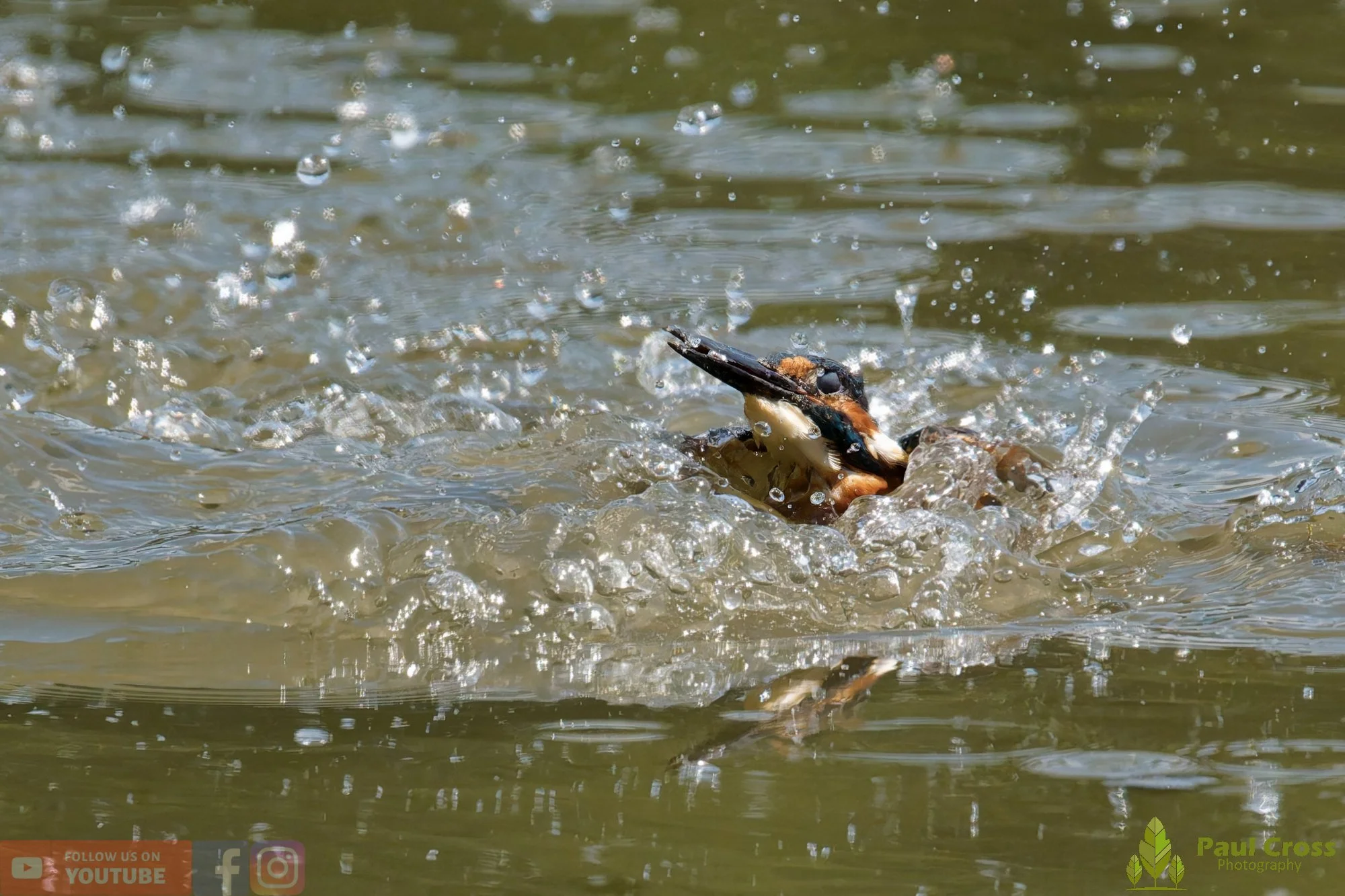 Kingfisher-00884.jpg