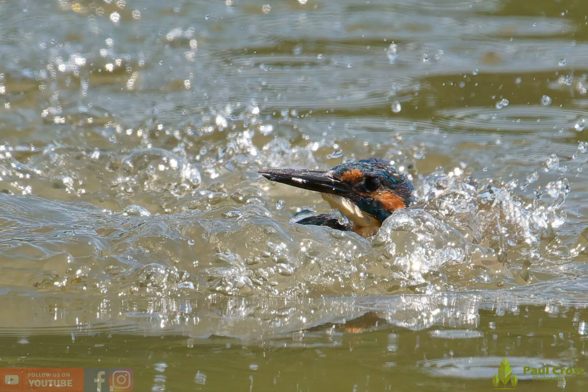 Kingfisher-00885.jpg