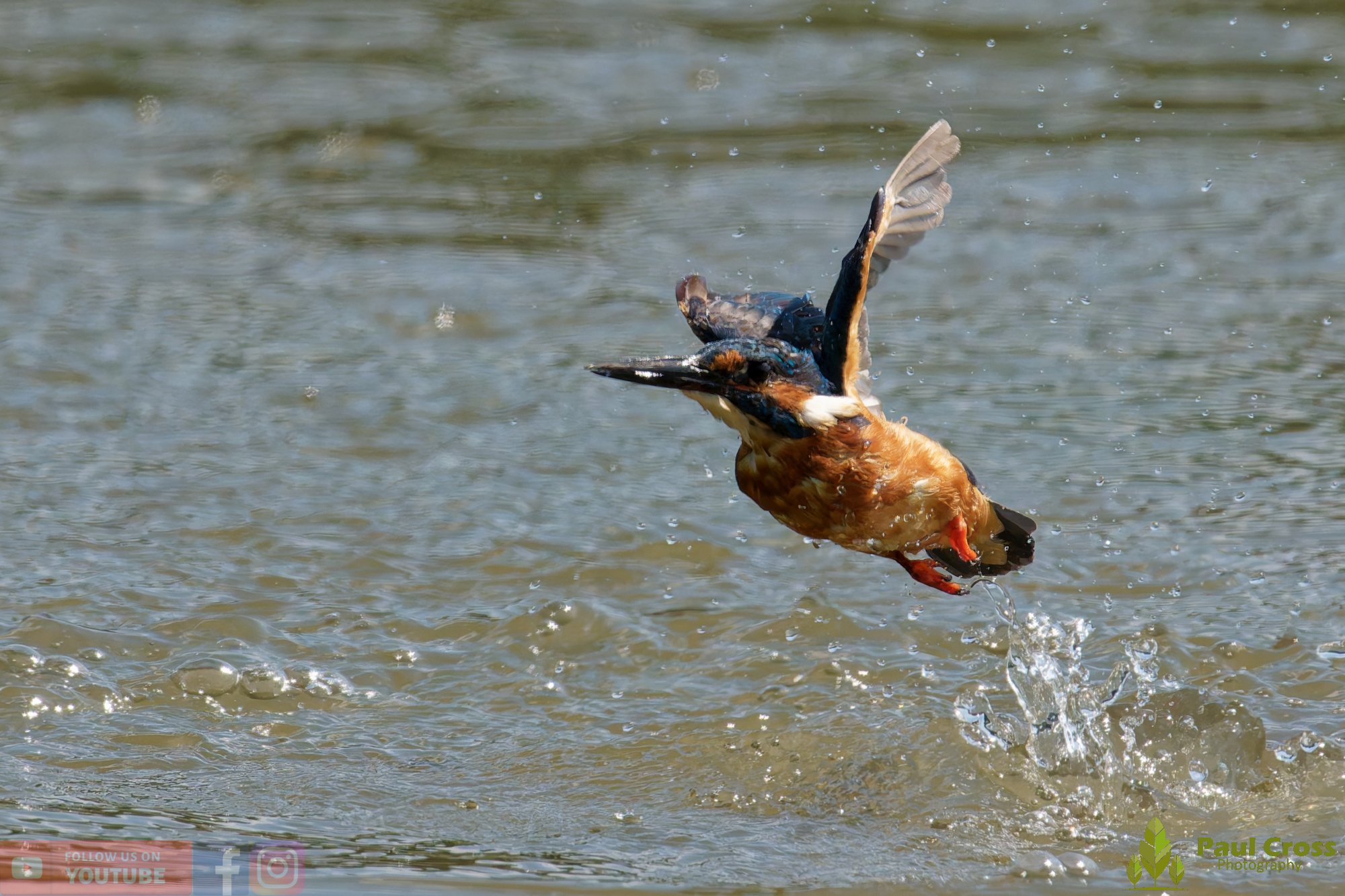Kingfisher-00887.jpg