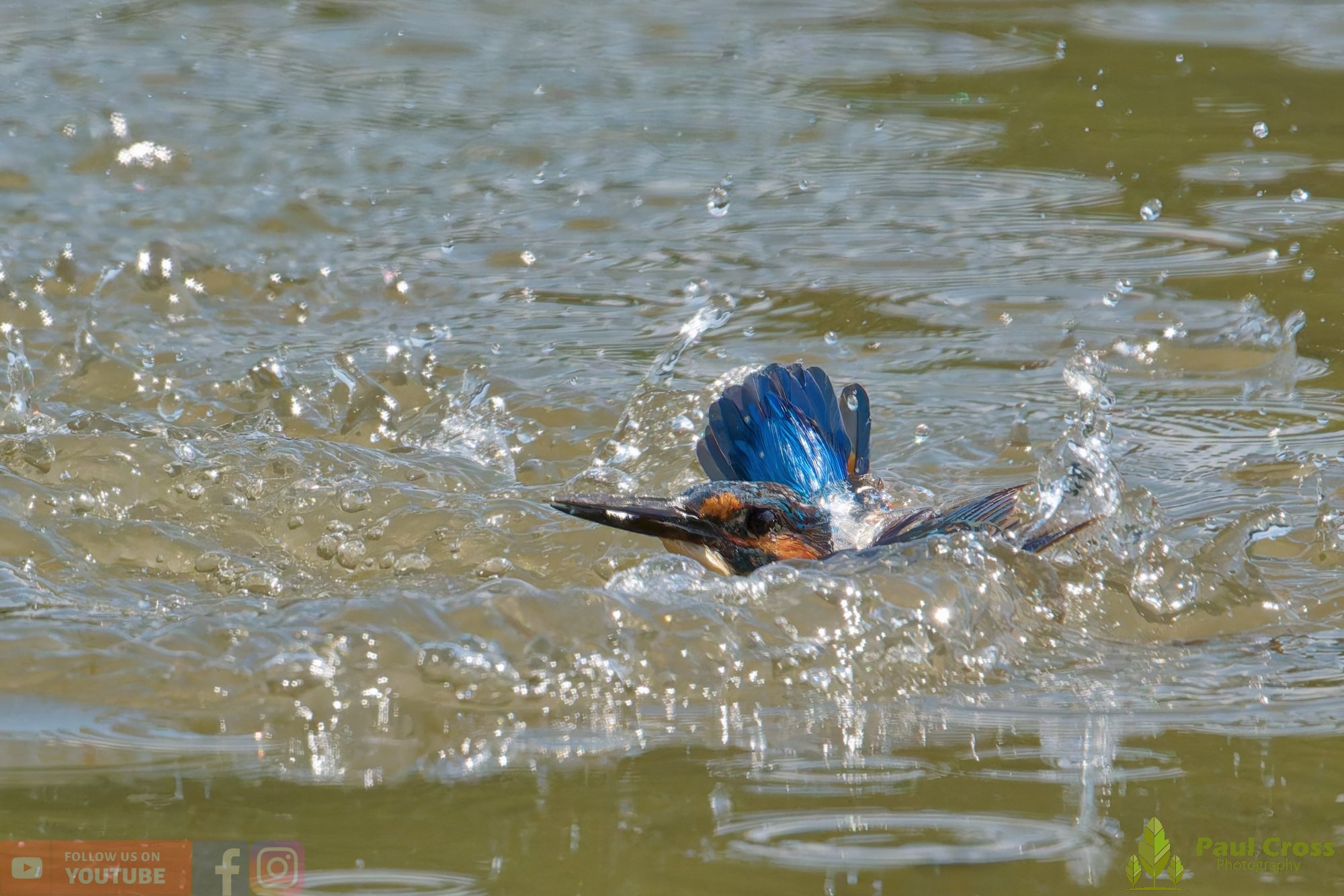 Kingfisher-00886.jpg
