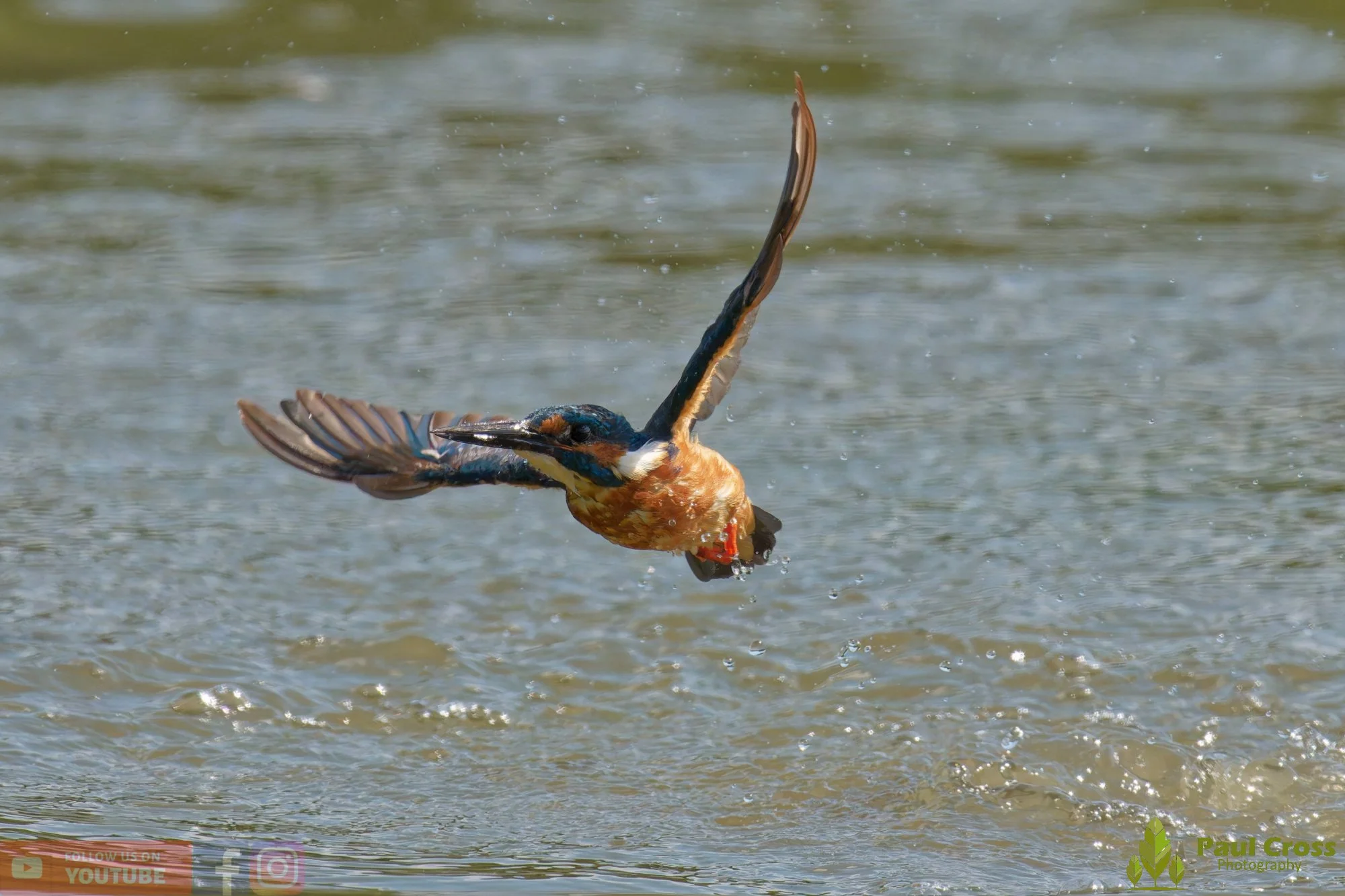 Kingfisher-00889.jpg