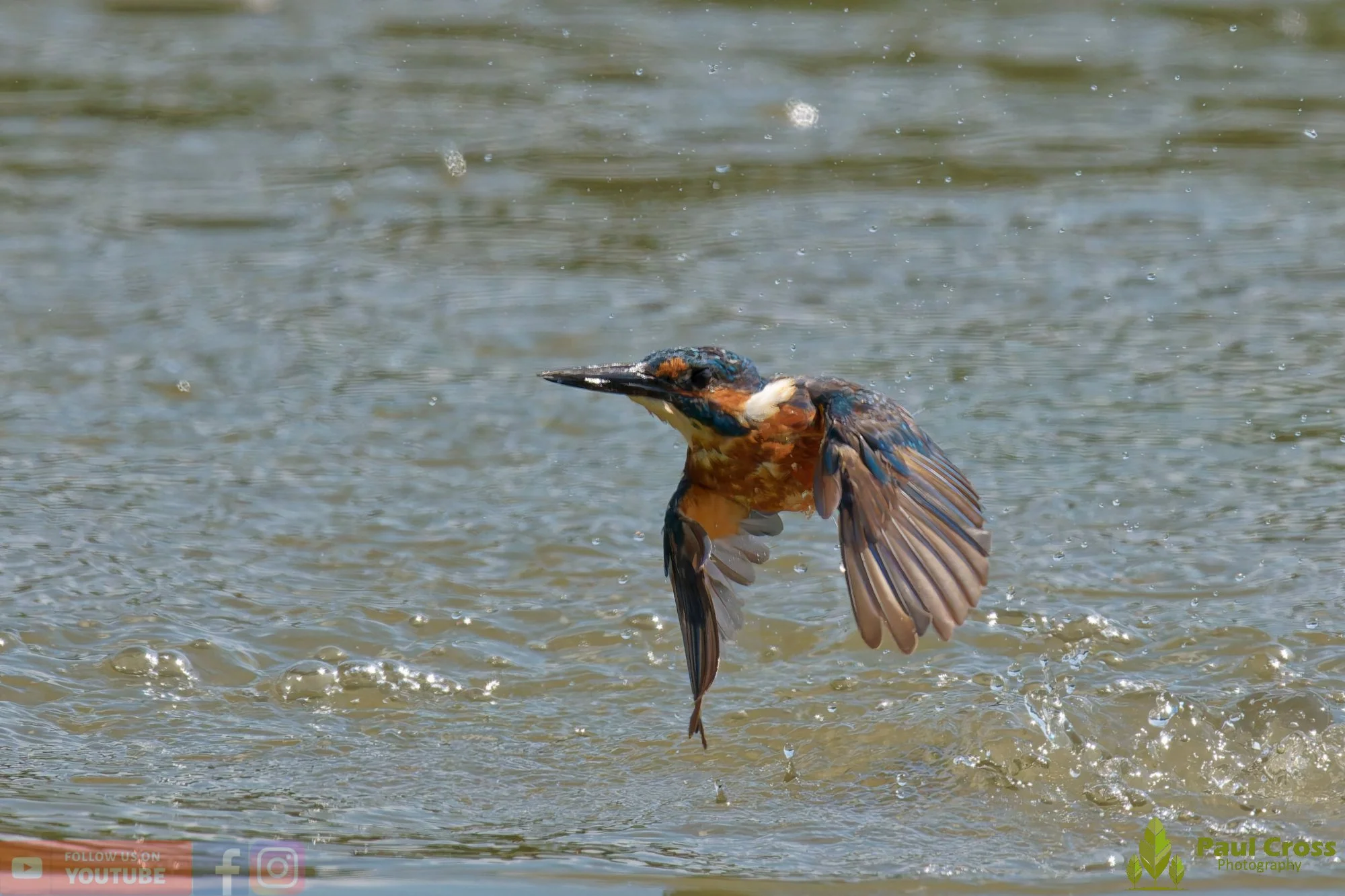 Kingfisher-00888.jpg
