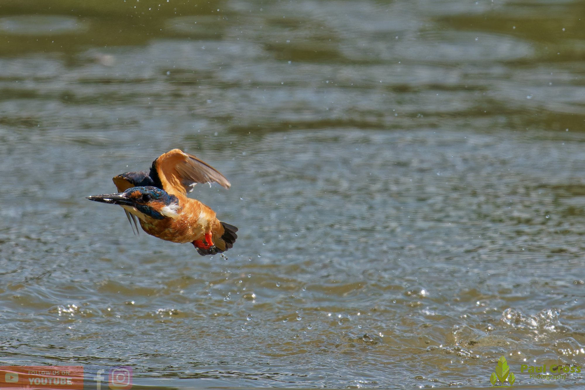 Kingfisher-00890.jpg