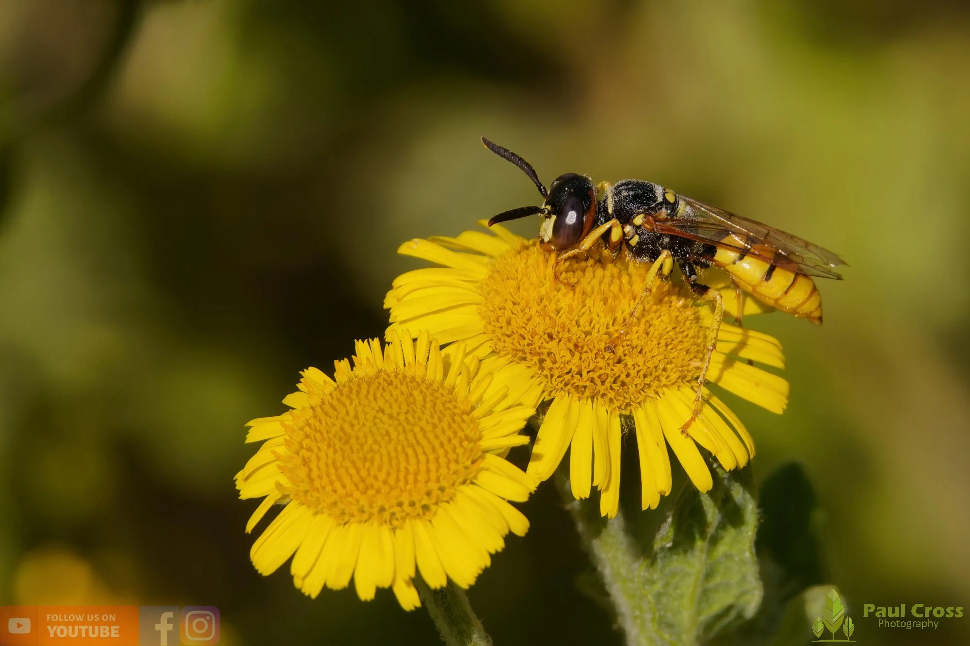 Bee Wolf-00017.jpg