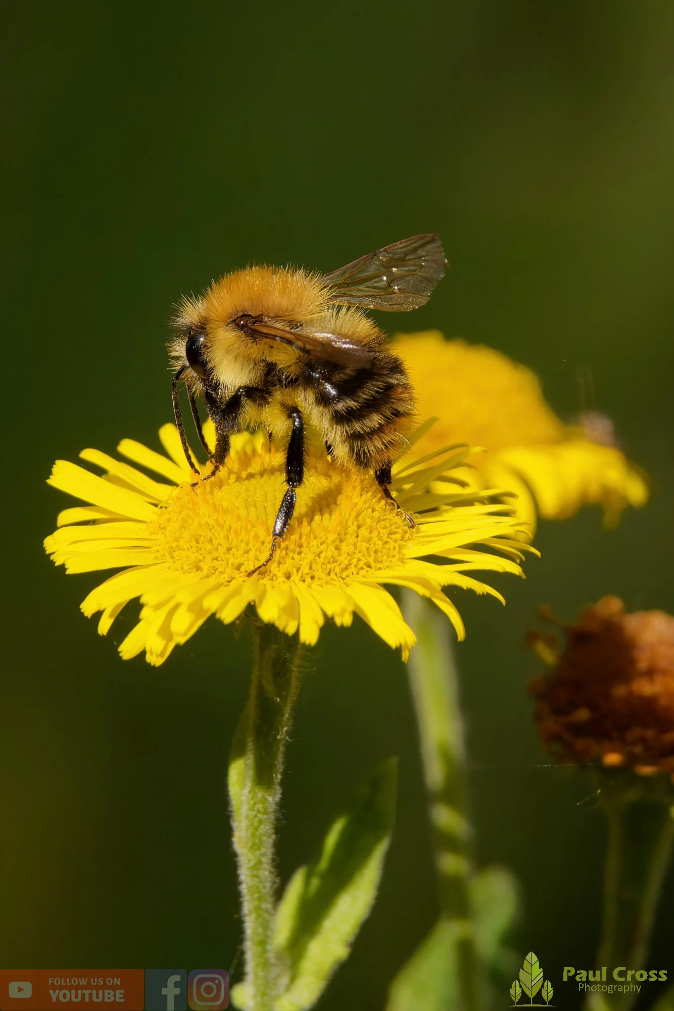Common Carder Bumblebee-00035.jpg