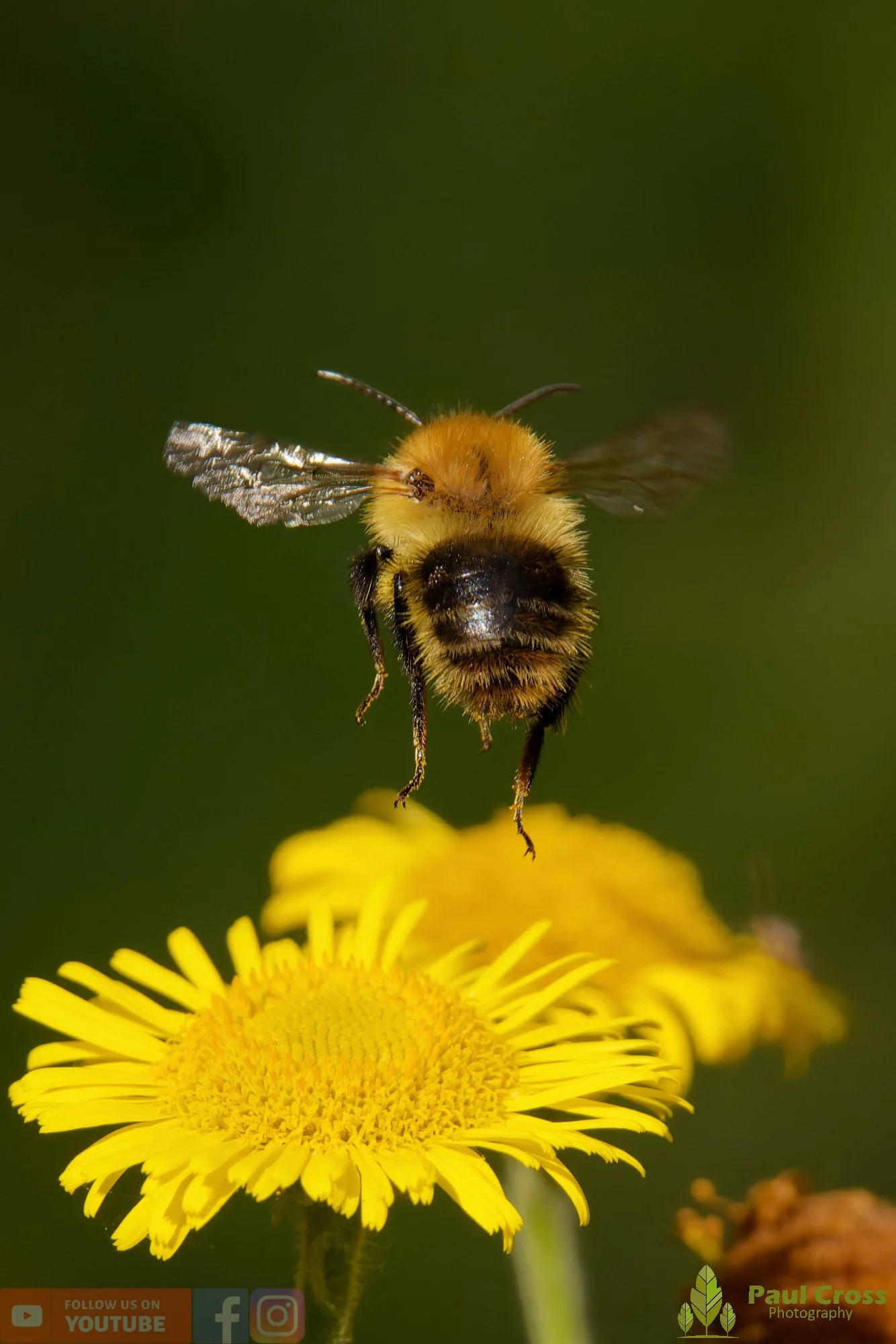 Common Carder Bumblebee-00036.jpg