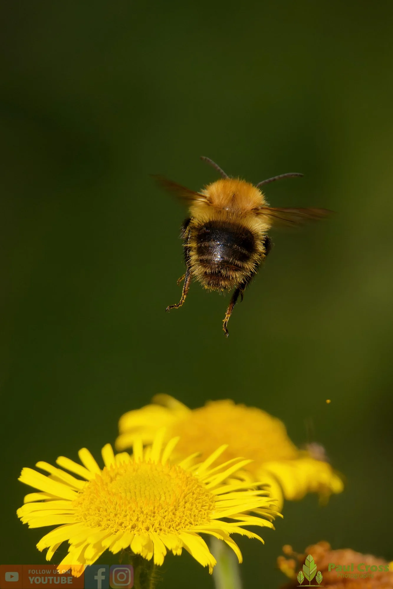 Common Carder Bumblebee-00037.jpg