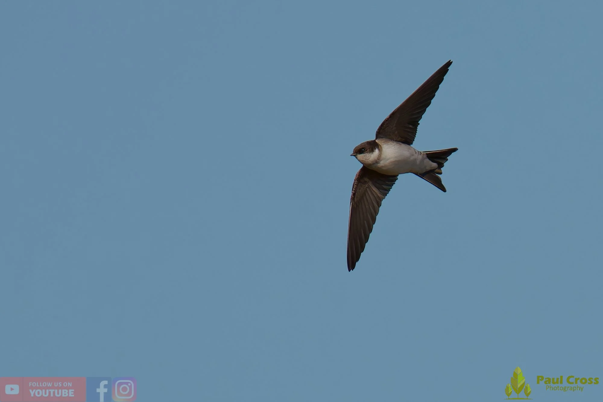 House Martin-00227.jpg