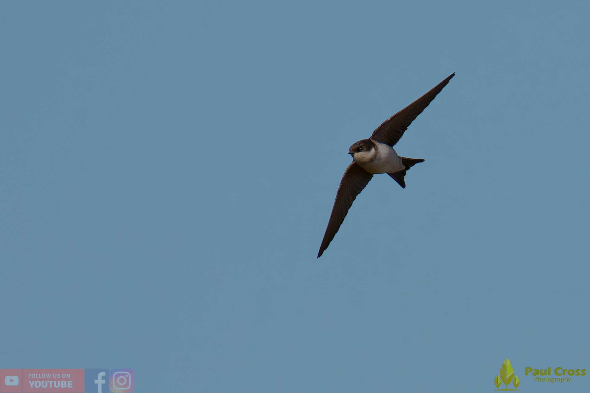 House Martin-00226.jpg