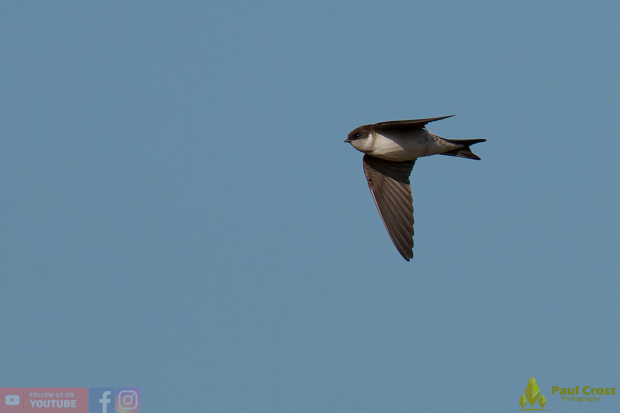 House Martin-00228.jpg