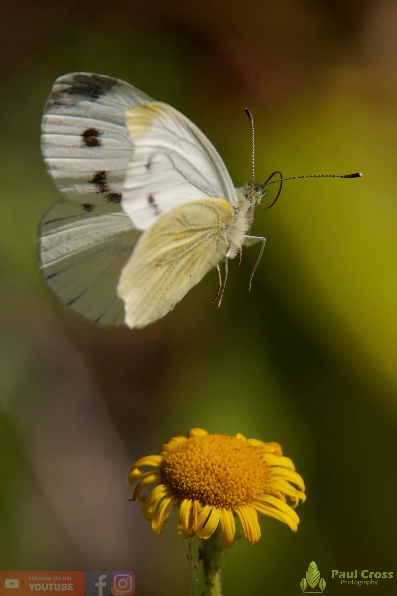 Large White-00098.jpg