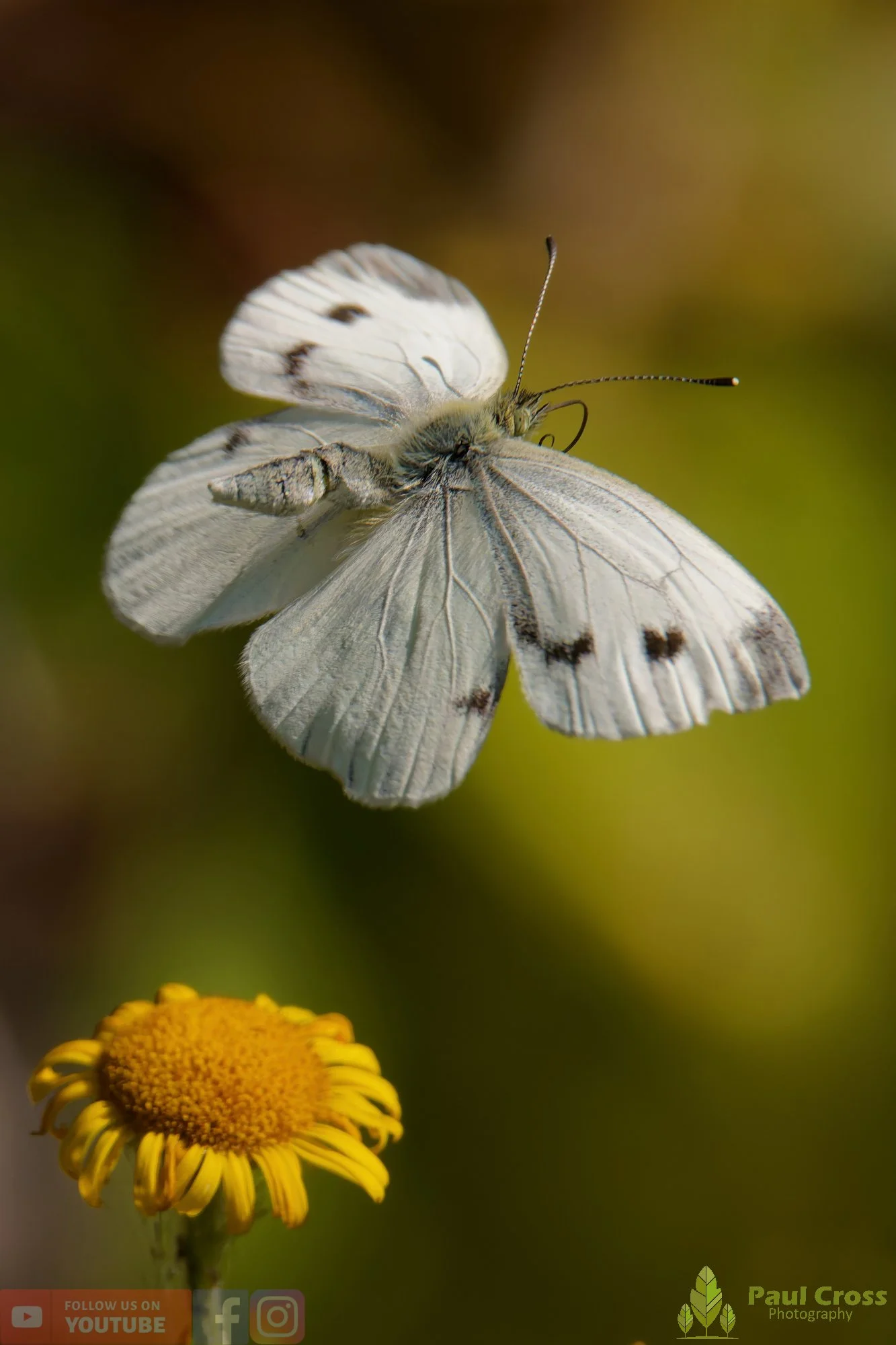 Large White-00099.jpg