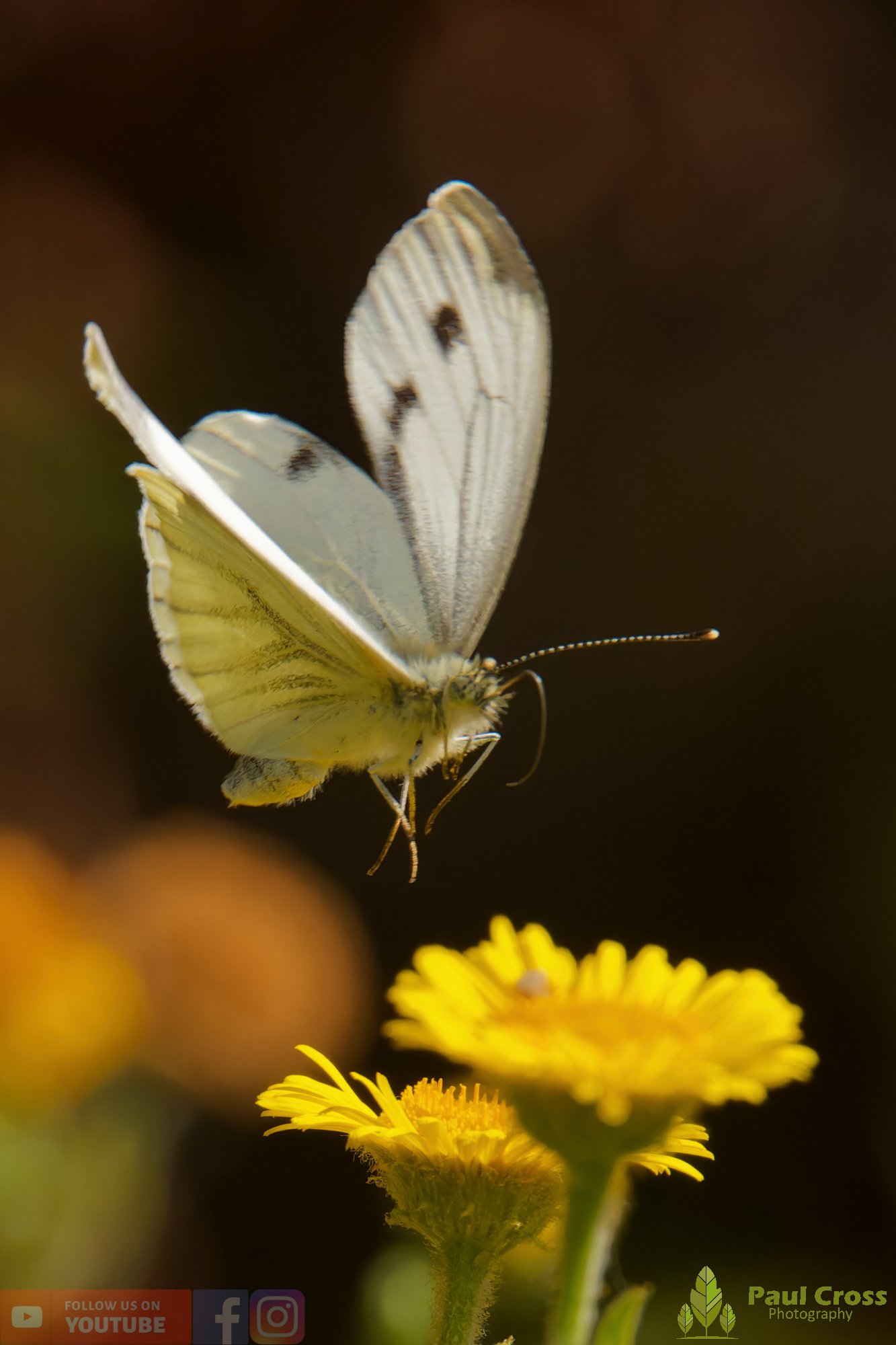 Large White-00100.jpg
