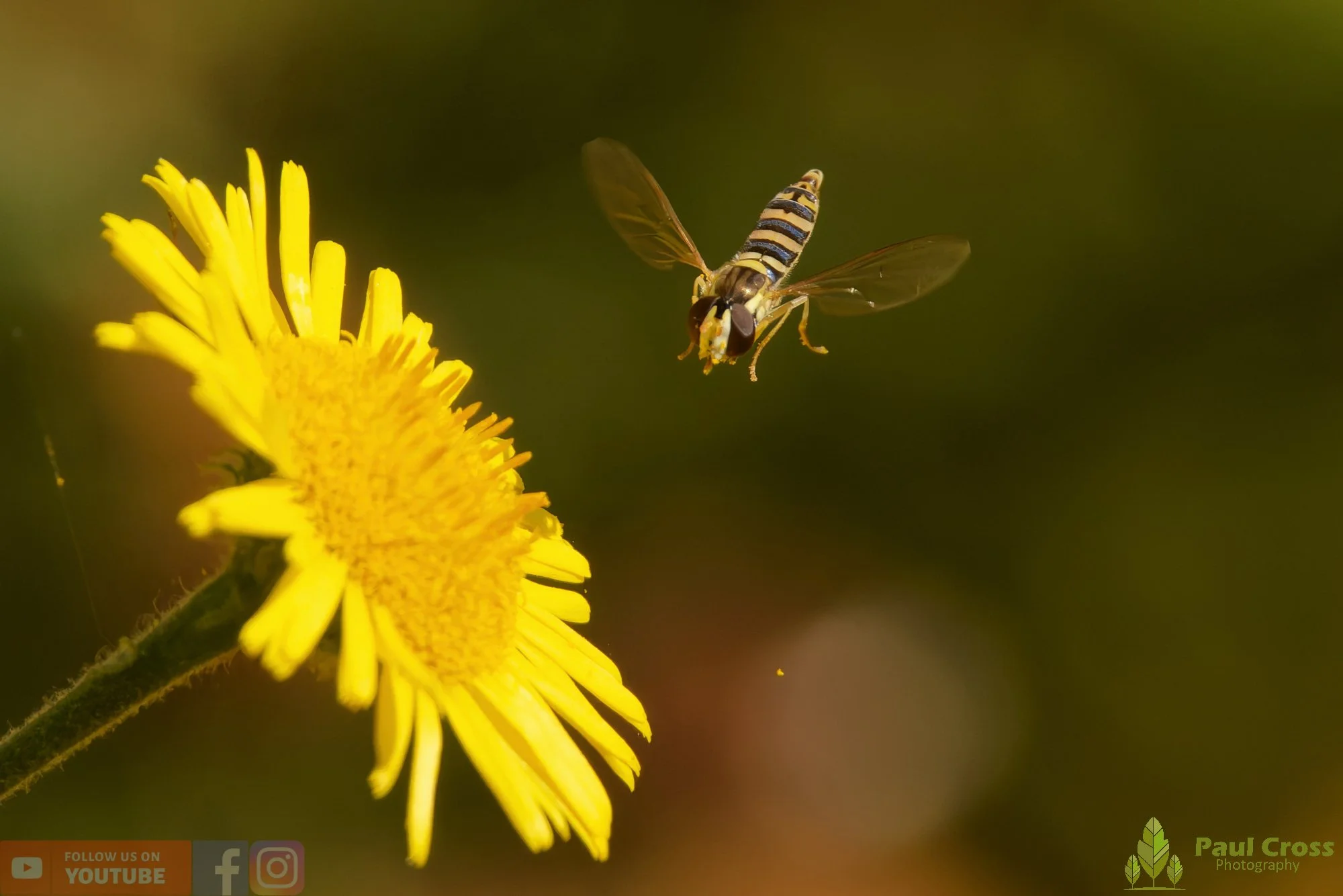 Long Hoverfly - Sphaerophoria Scripta-00004.jpg