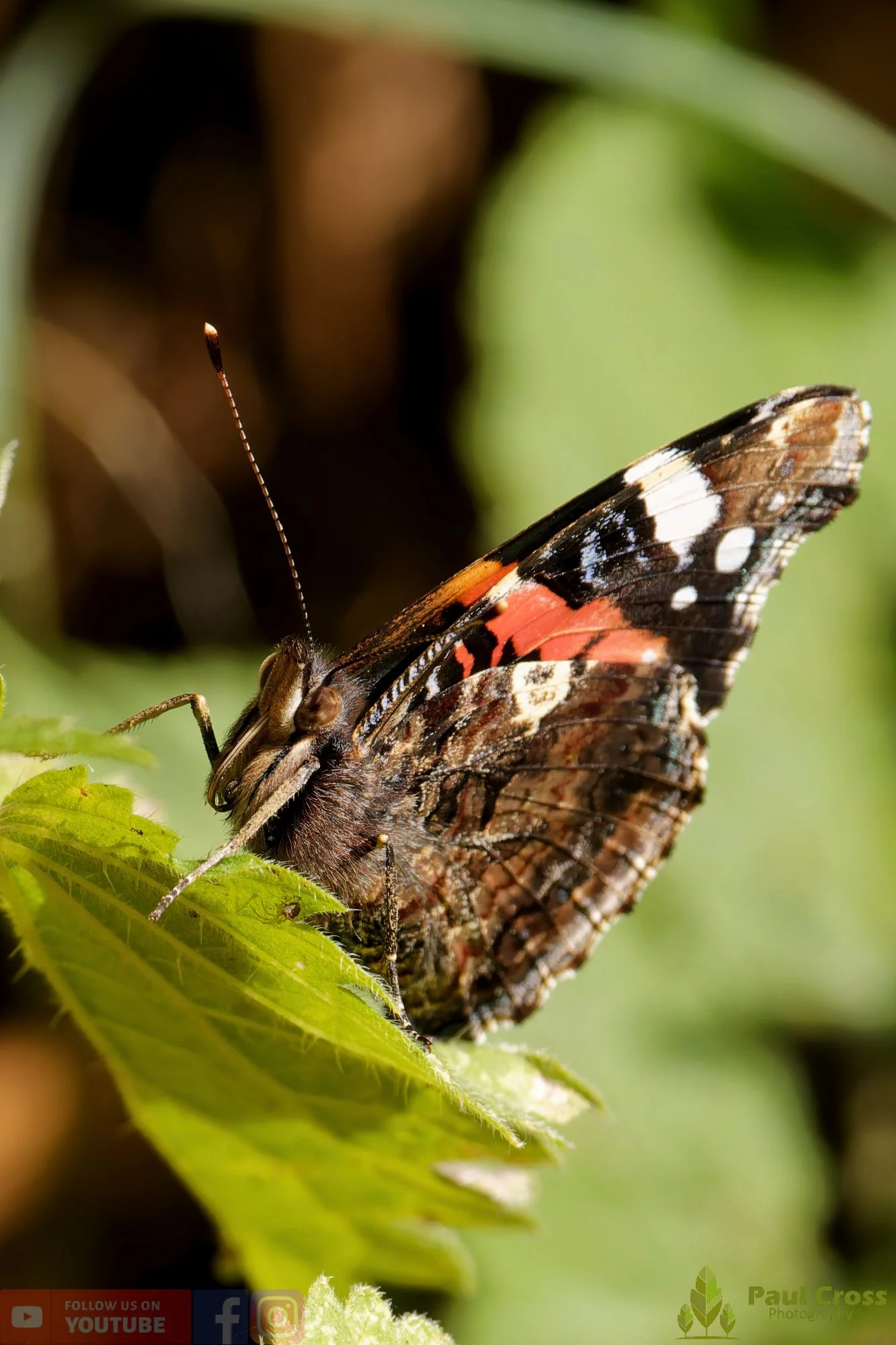 Red Admiral-00020.jpg