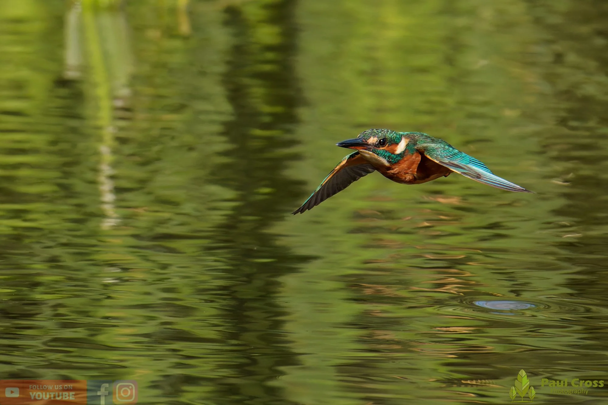 Kingfisher-00957.jpg