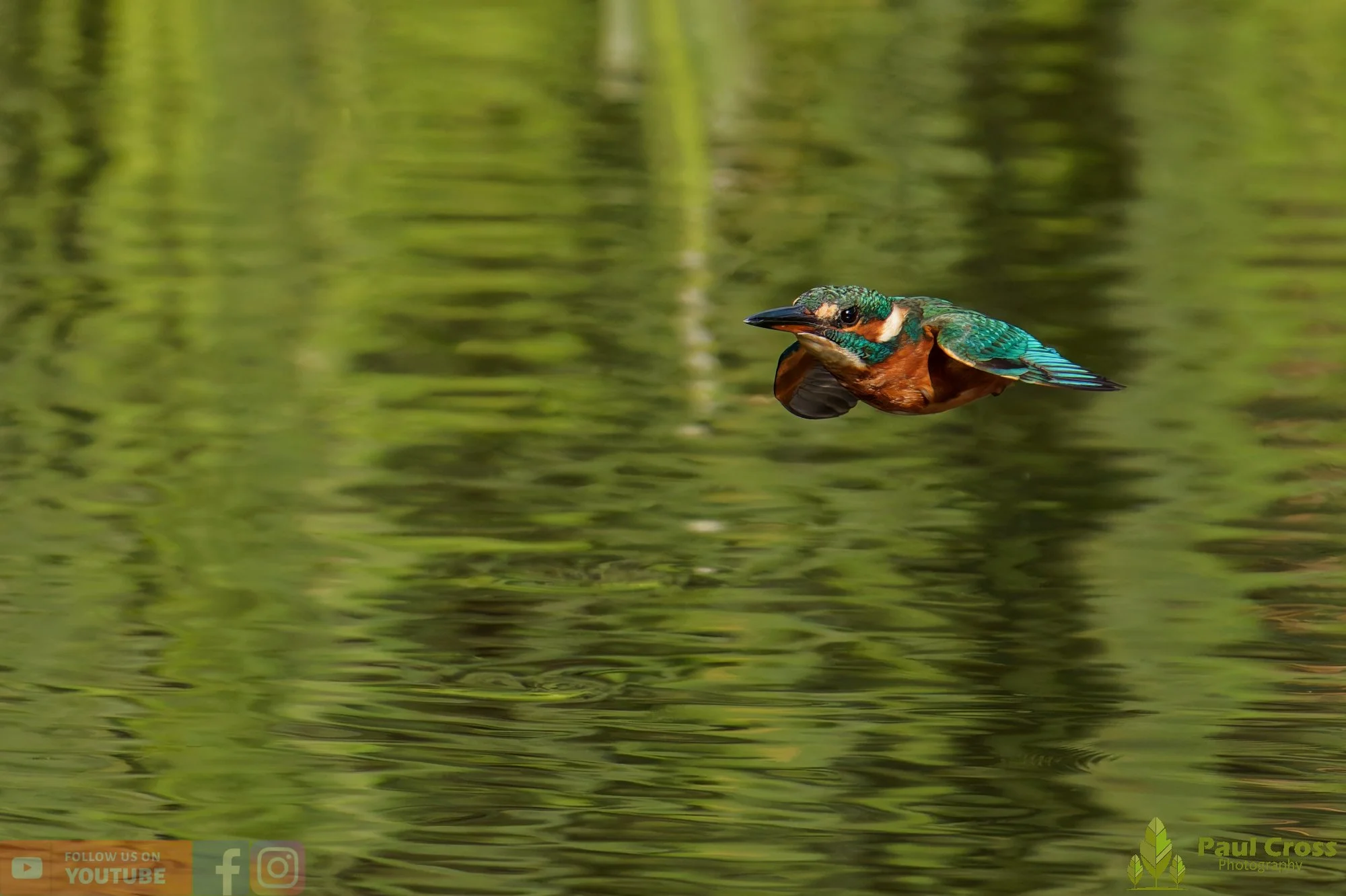 Kingfisher-00958.jpg