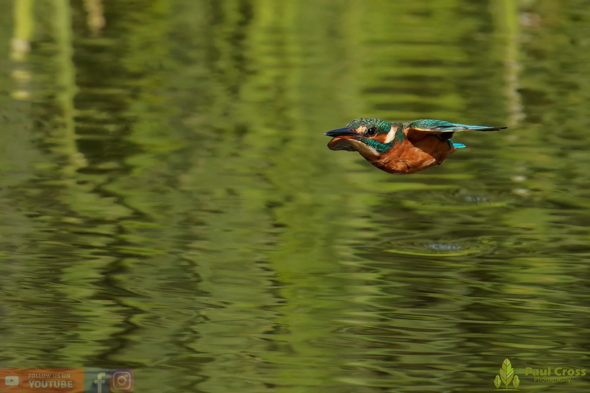 Kingfisher-00959.jpg