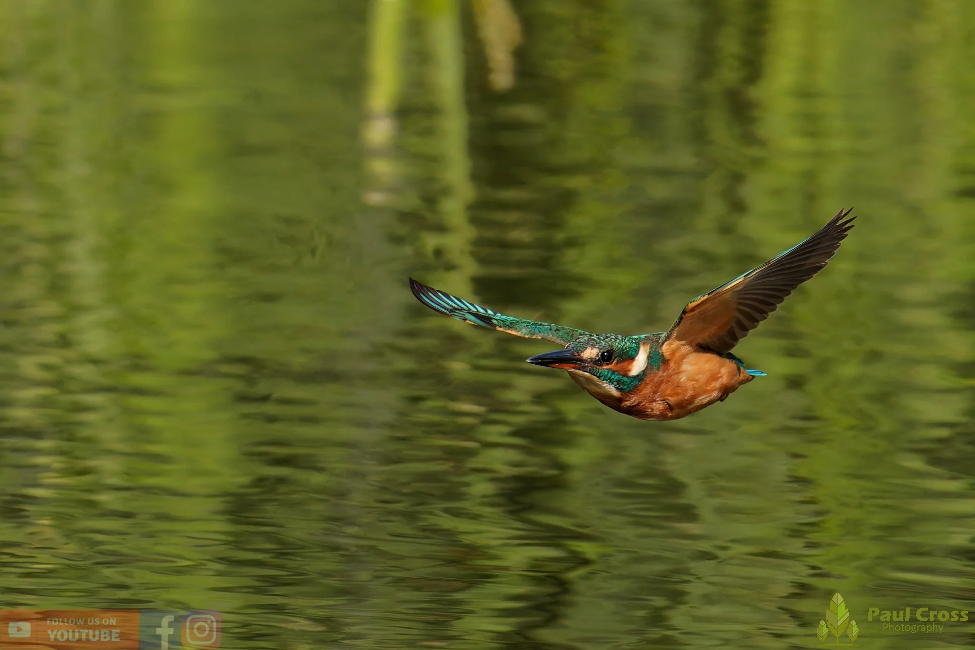 Kingfisher-00960.jpg
