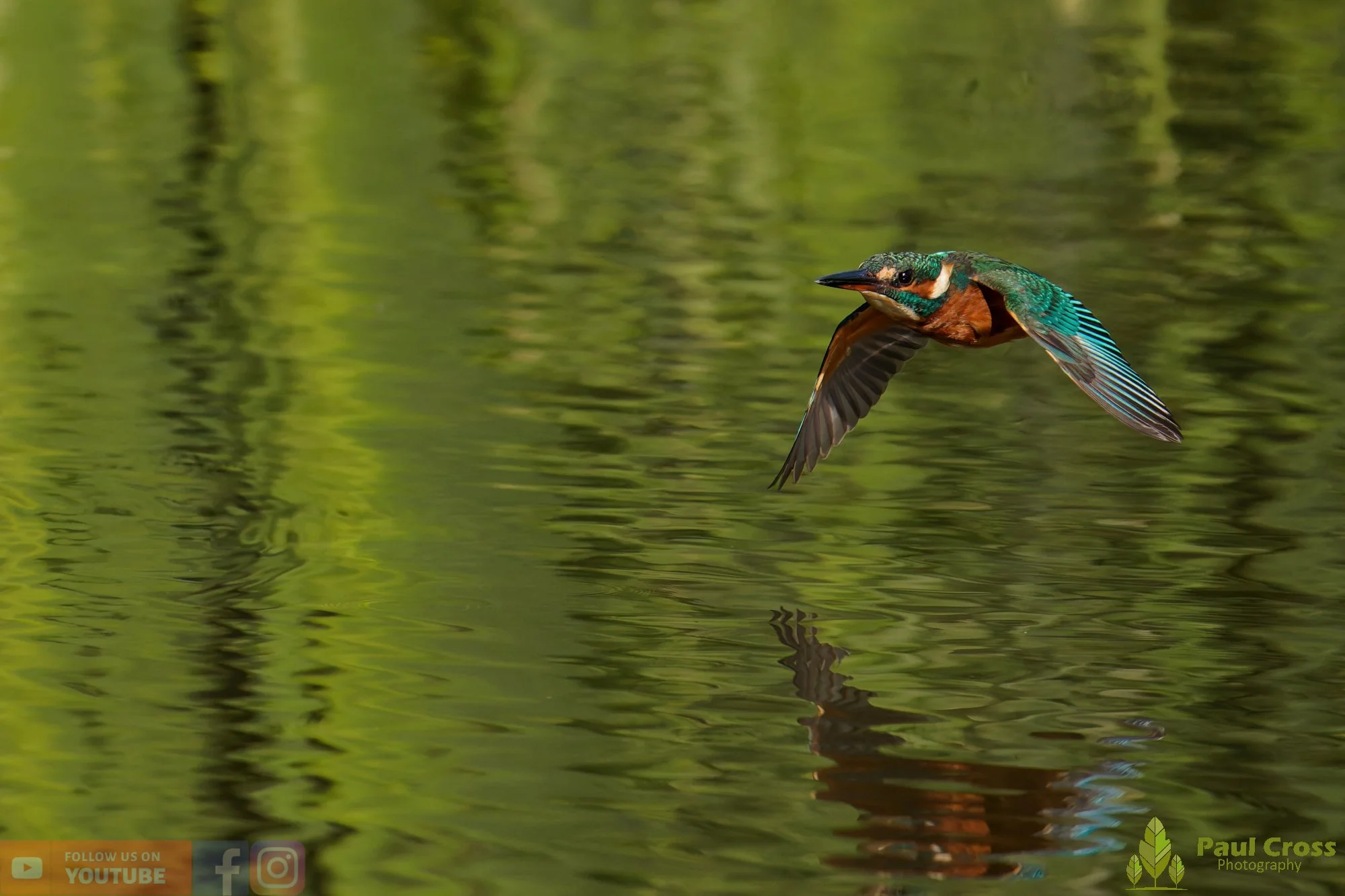 Kingfisher-00961.jpg