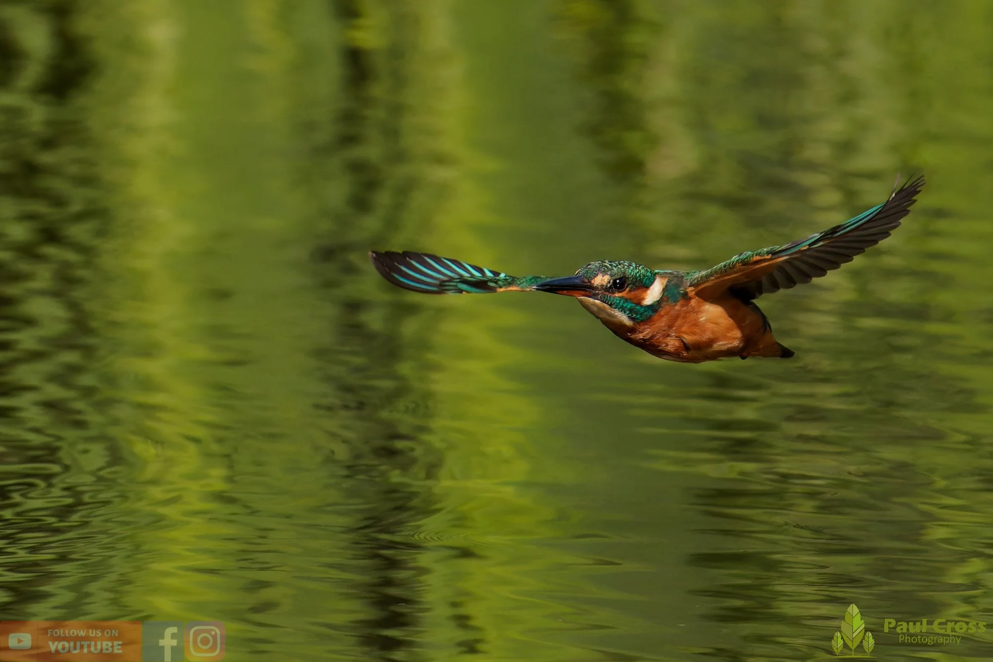 Kingfisher-00962.jpg
