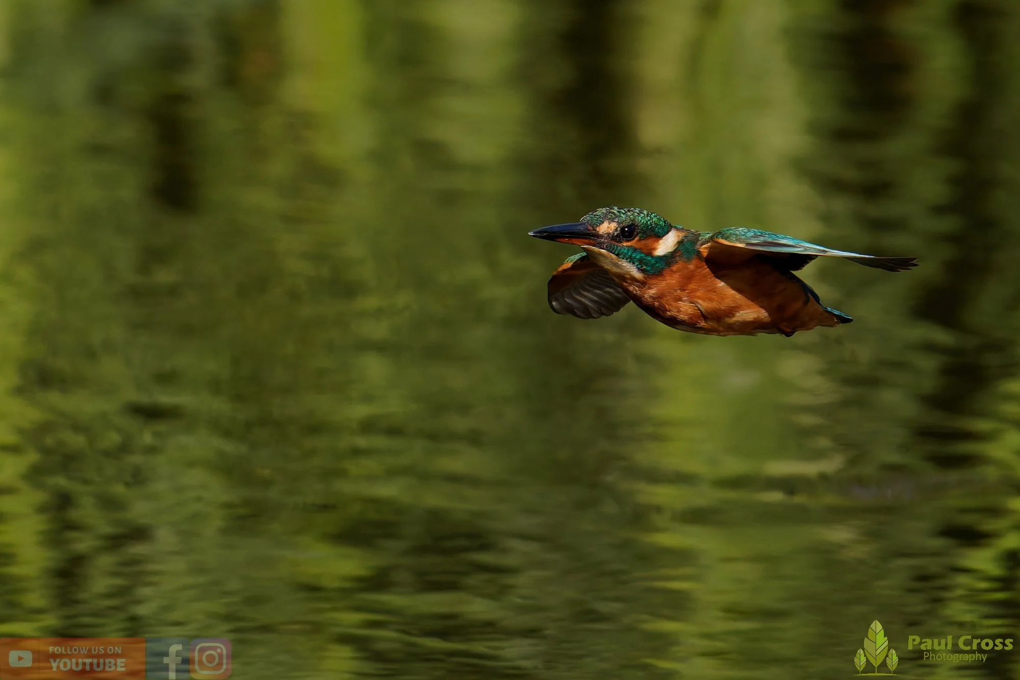 Kingfisher-00963.jpg