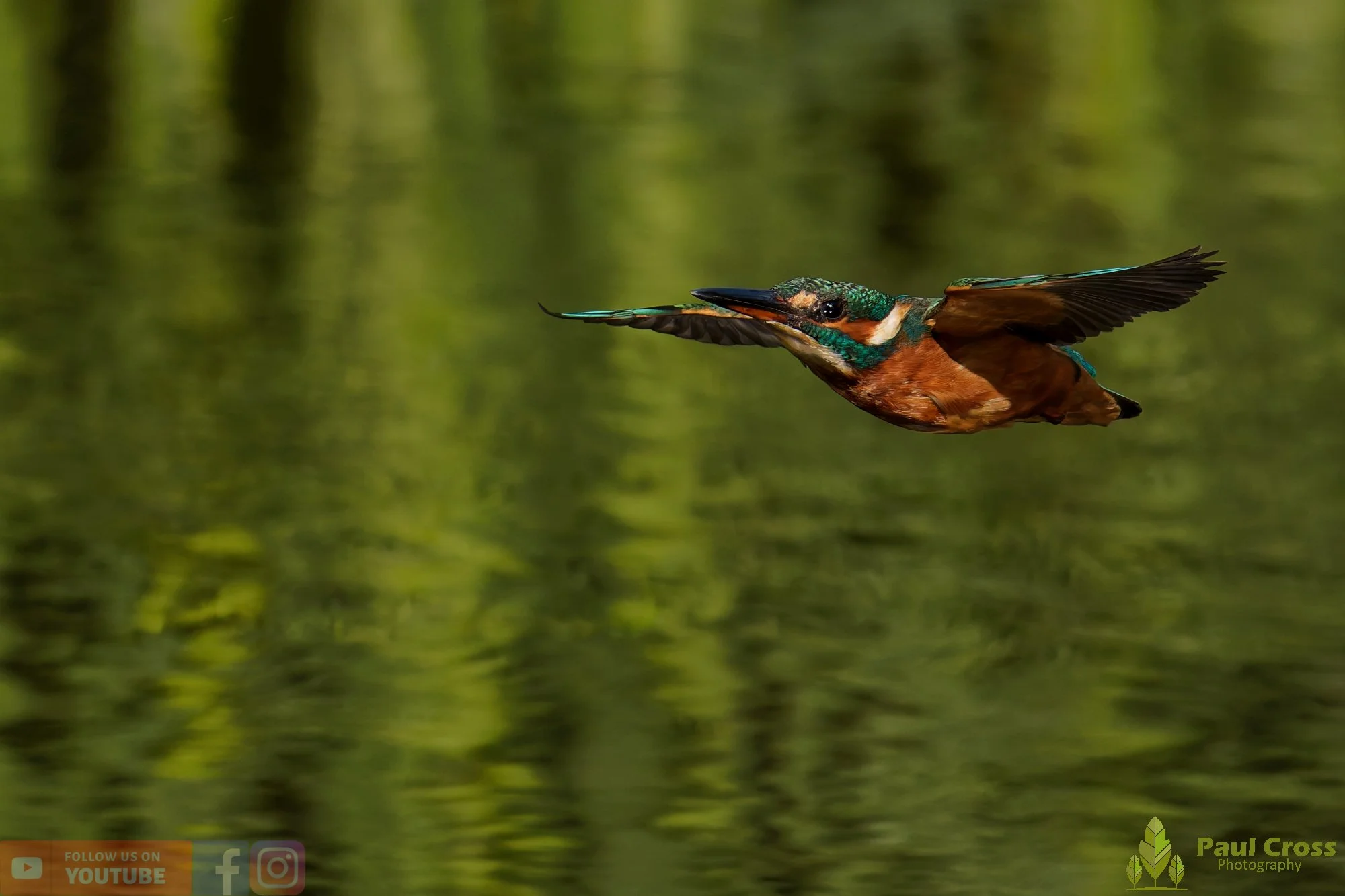 Kingfisher-00964.jpg