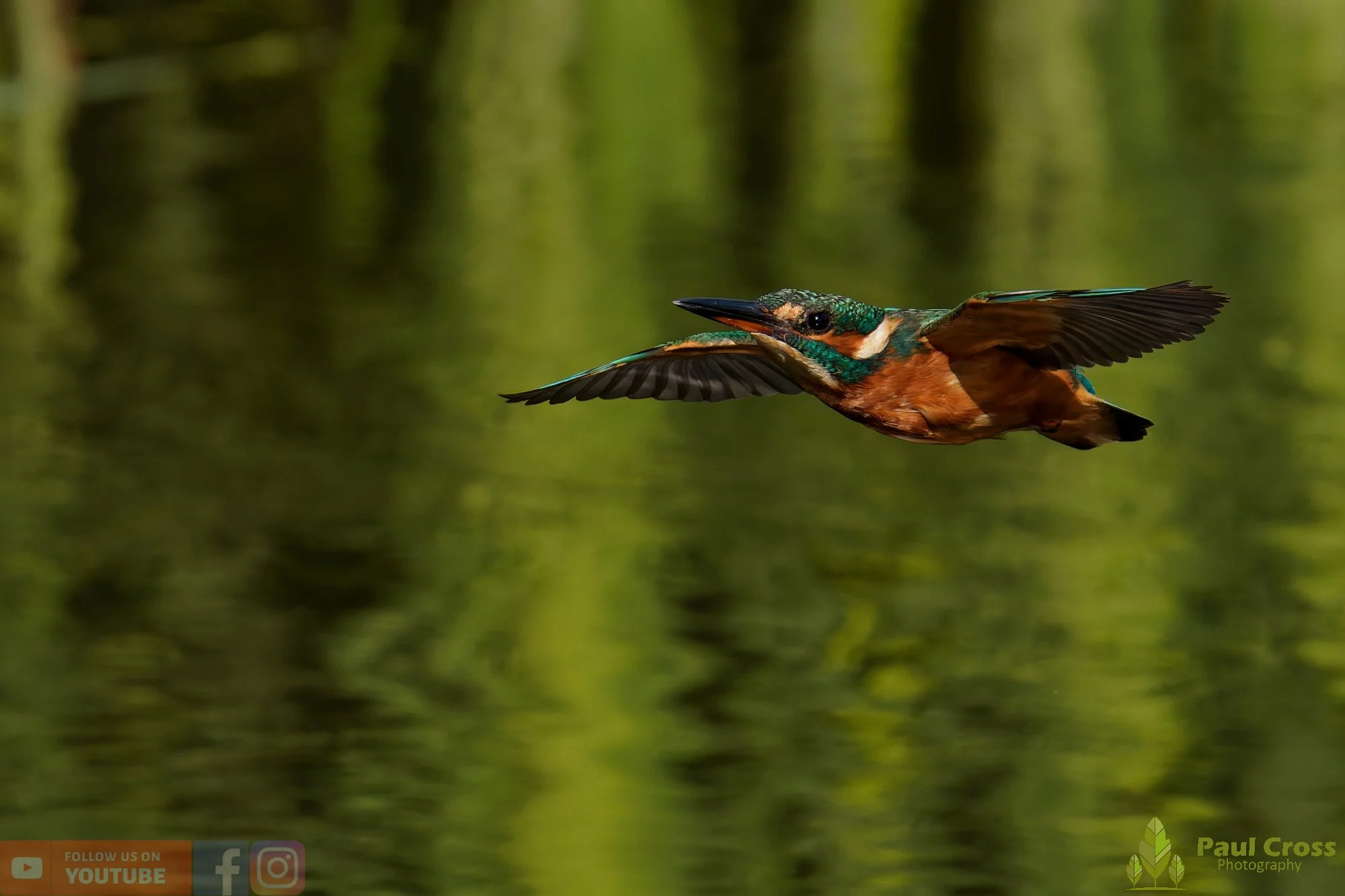 Kingfisher-00965.jpg