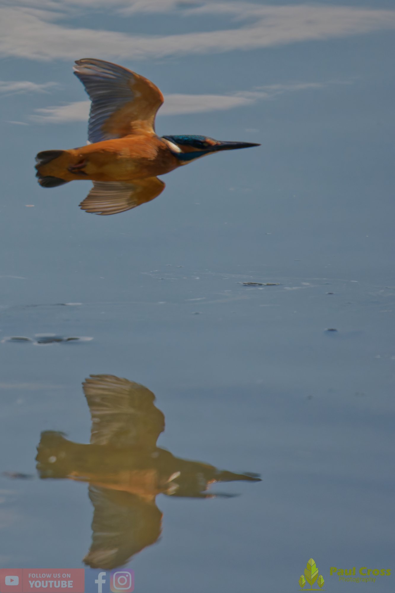 Kingfisher-00903.jpg