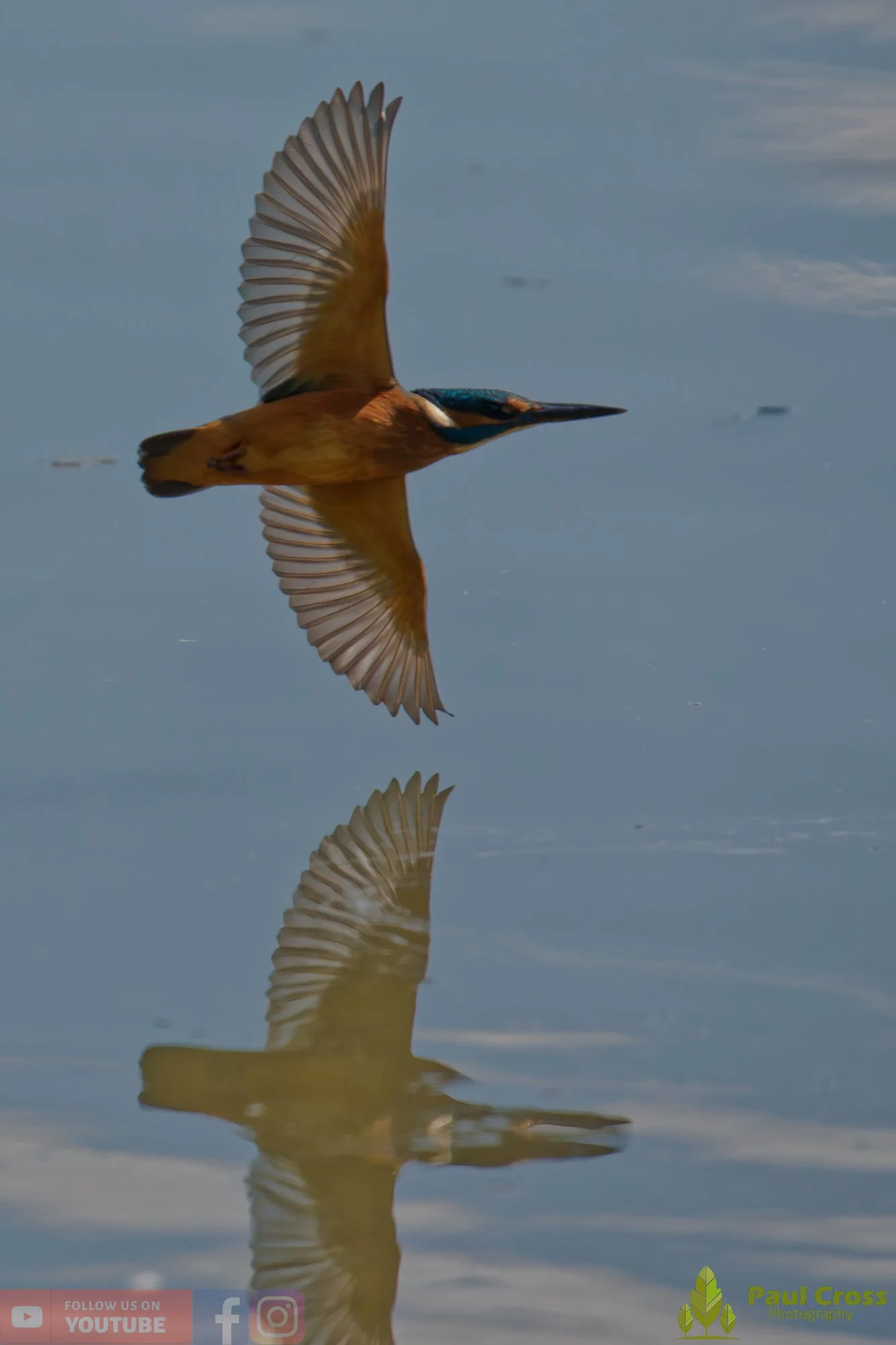 Kingfisher-00902.jpg