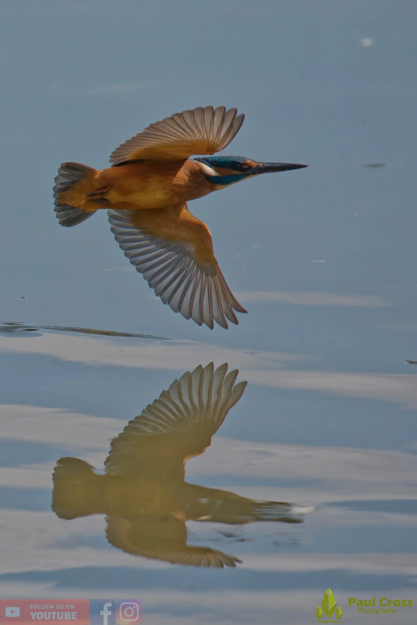 Kingfisher-00905.jpg