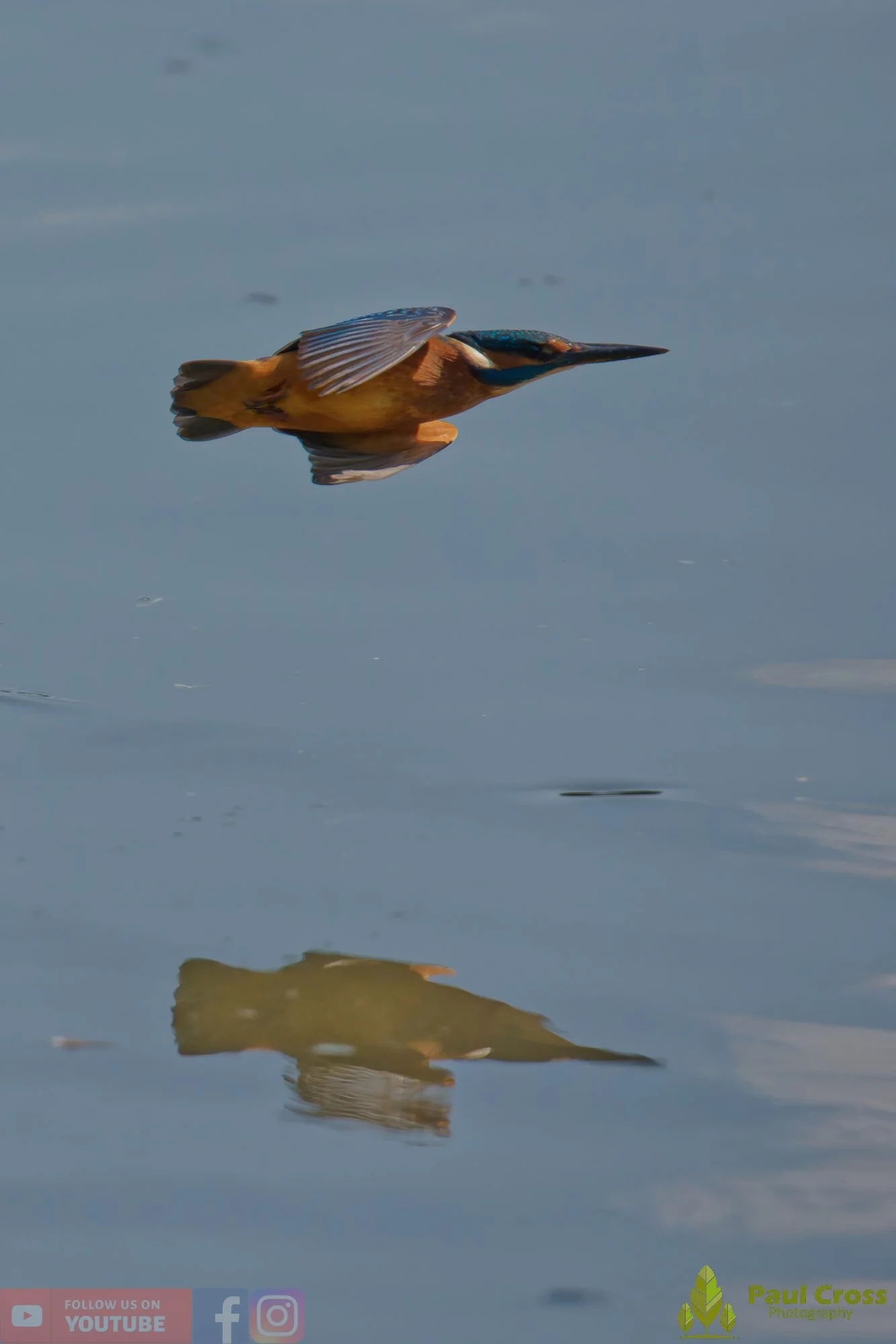 Kingfisher-00904.jpg
