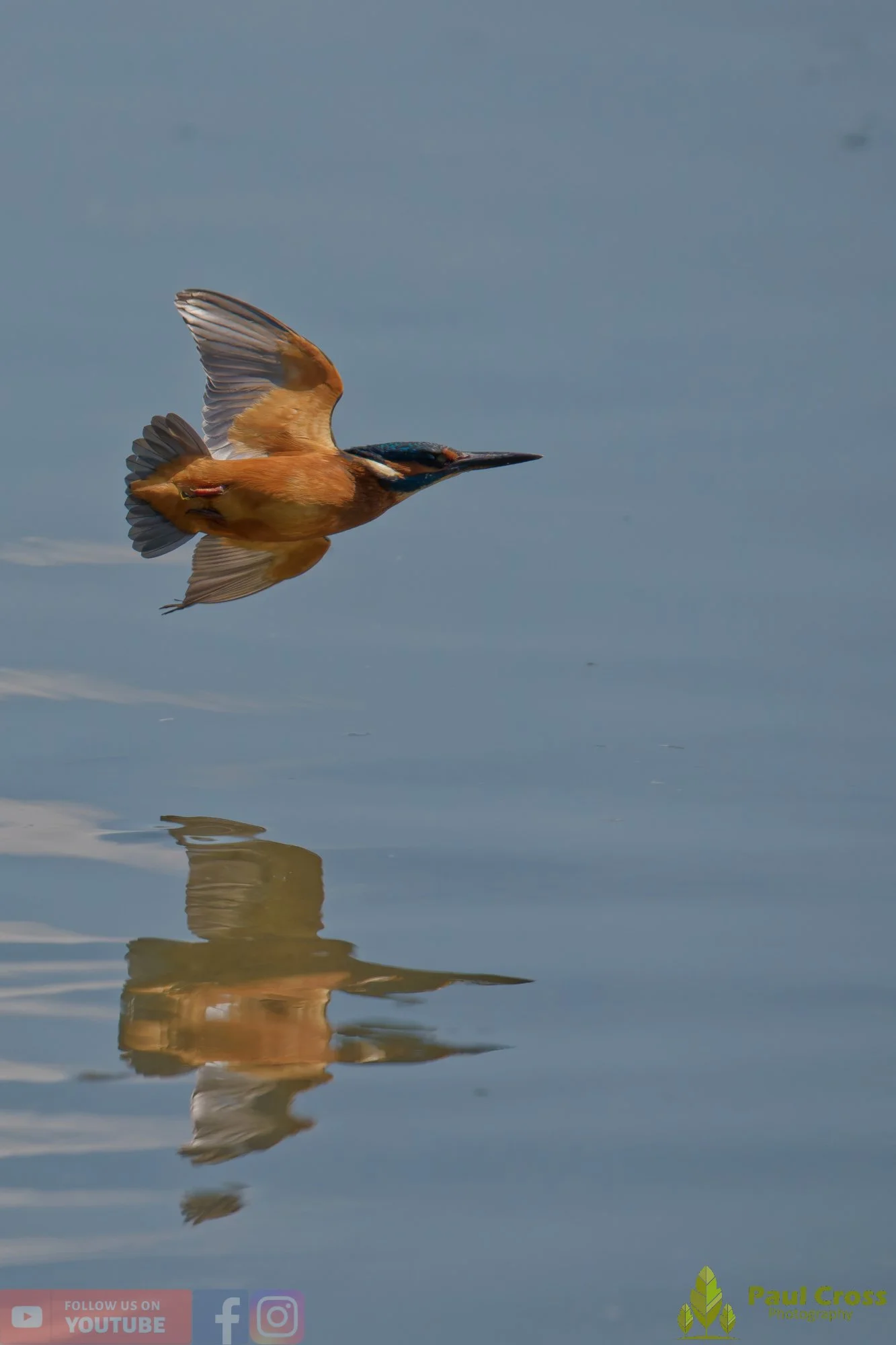Kingfisher-00907.jpg