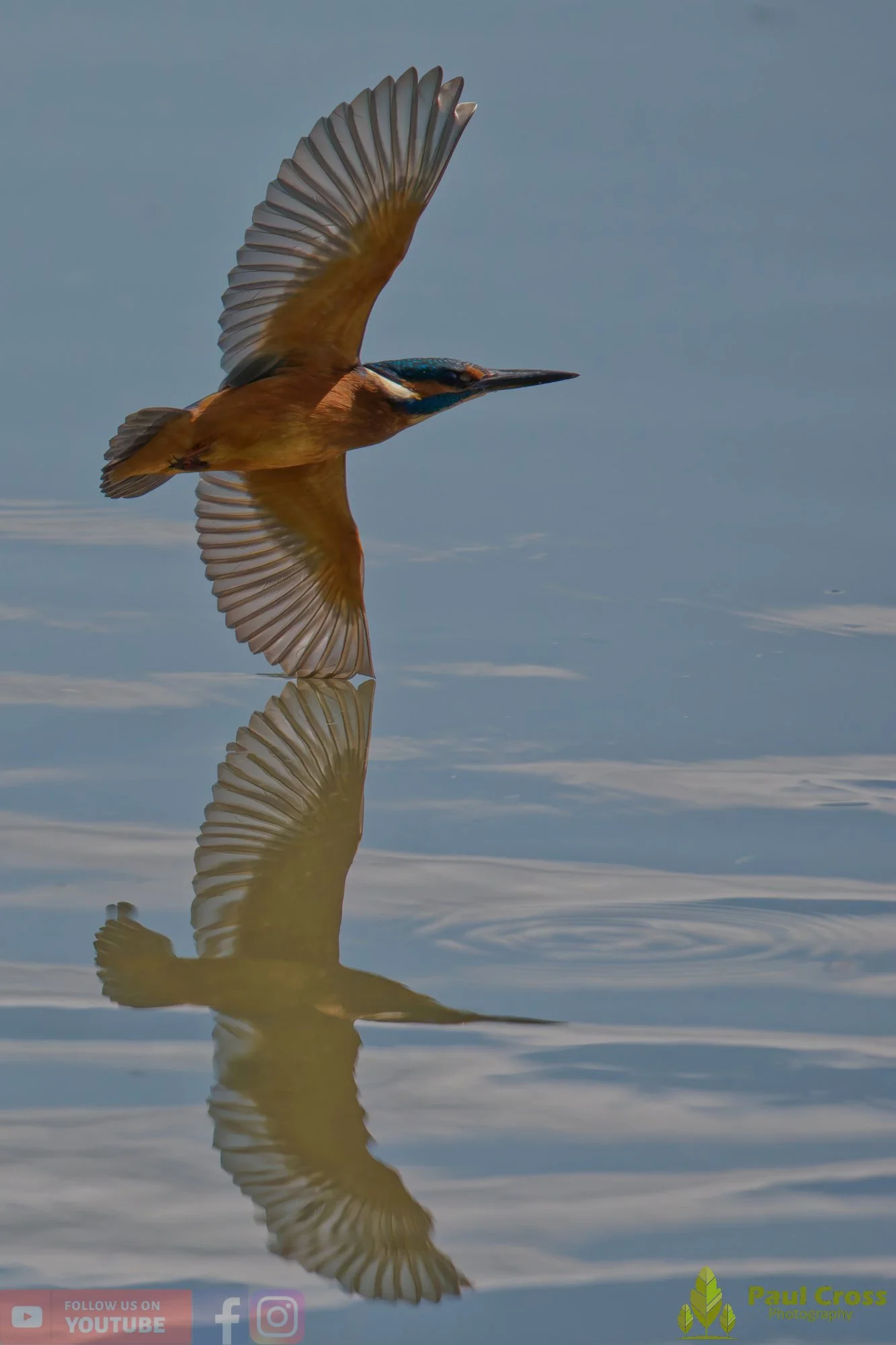 Kingfisher-00906.jpg