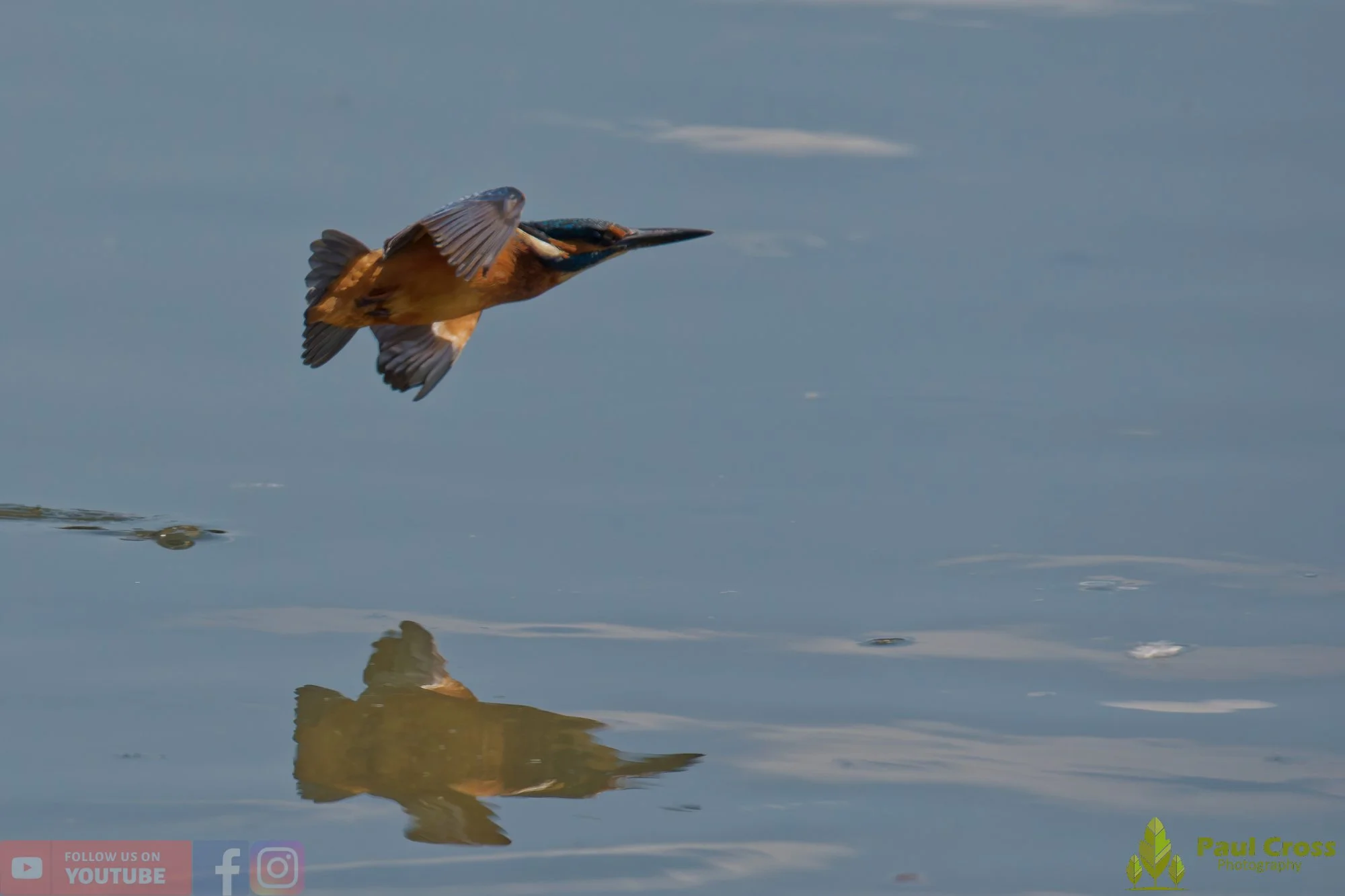 Kingfisher-00908.jpg
