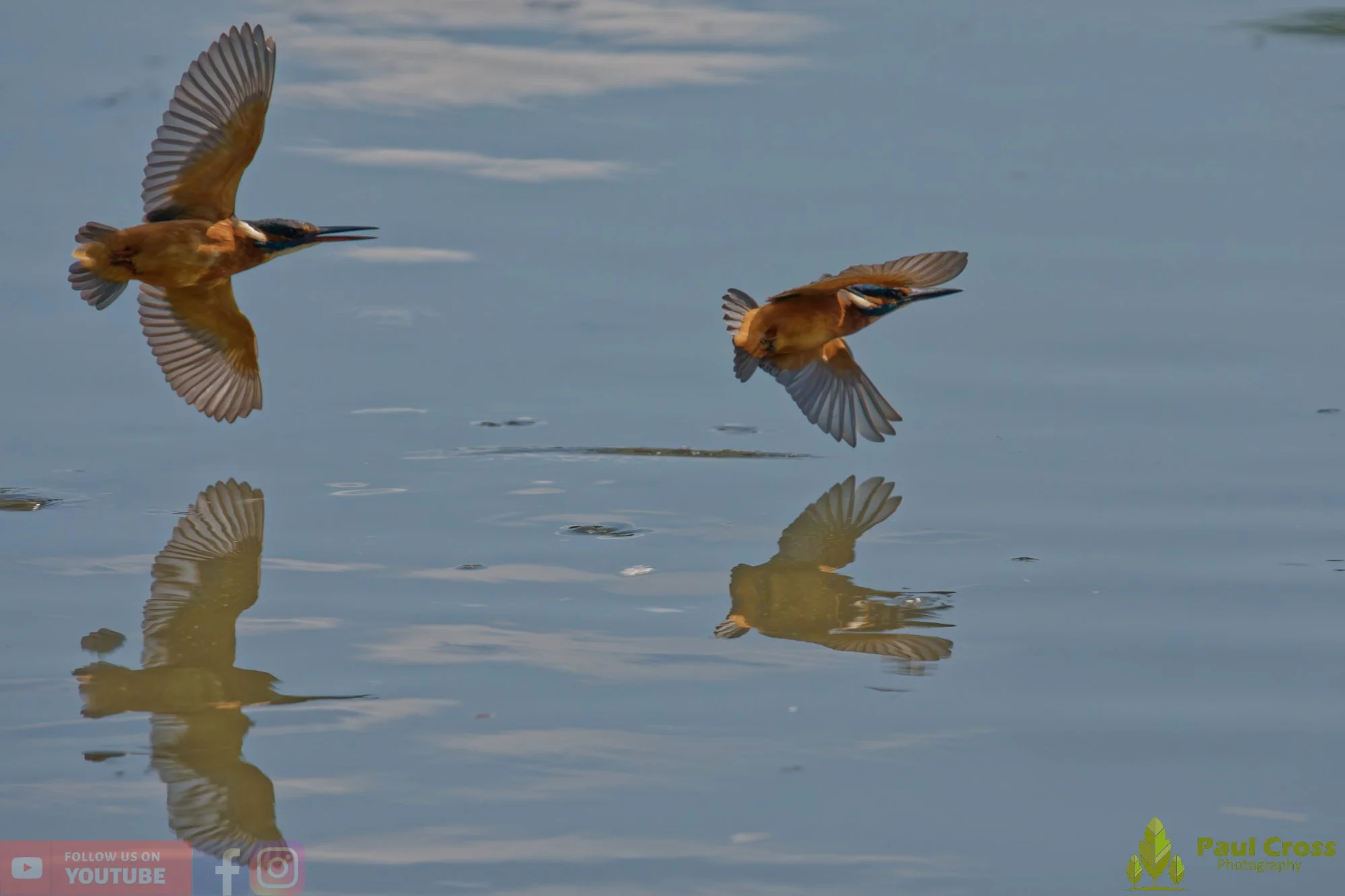 Kingfisher-00909.jpg