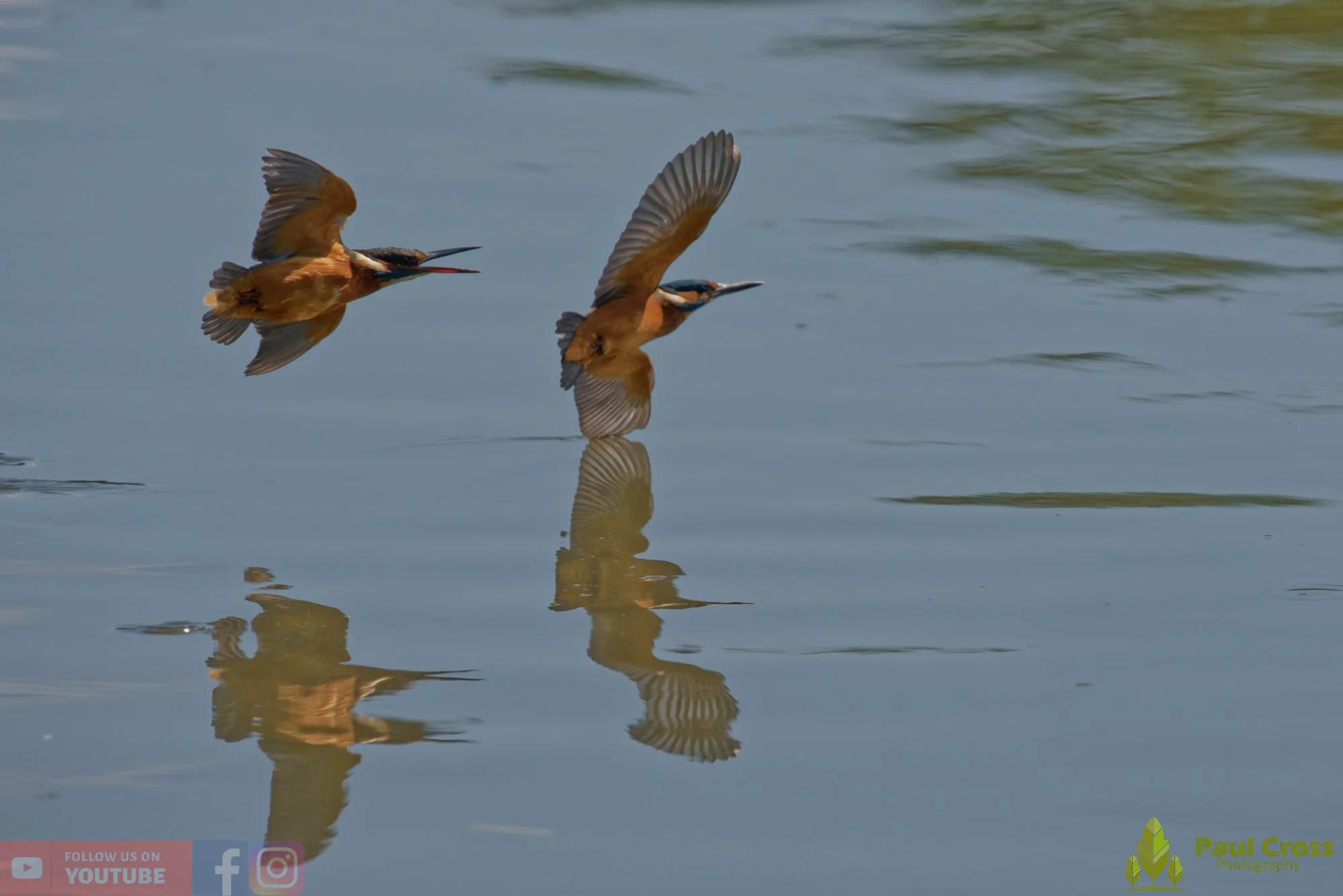 Kingfisher-00910.jpg