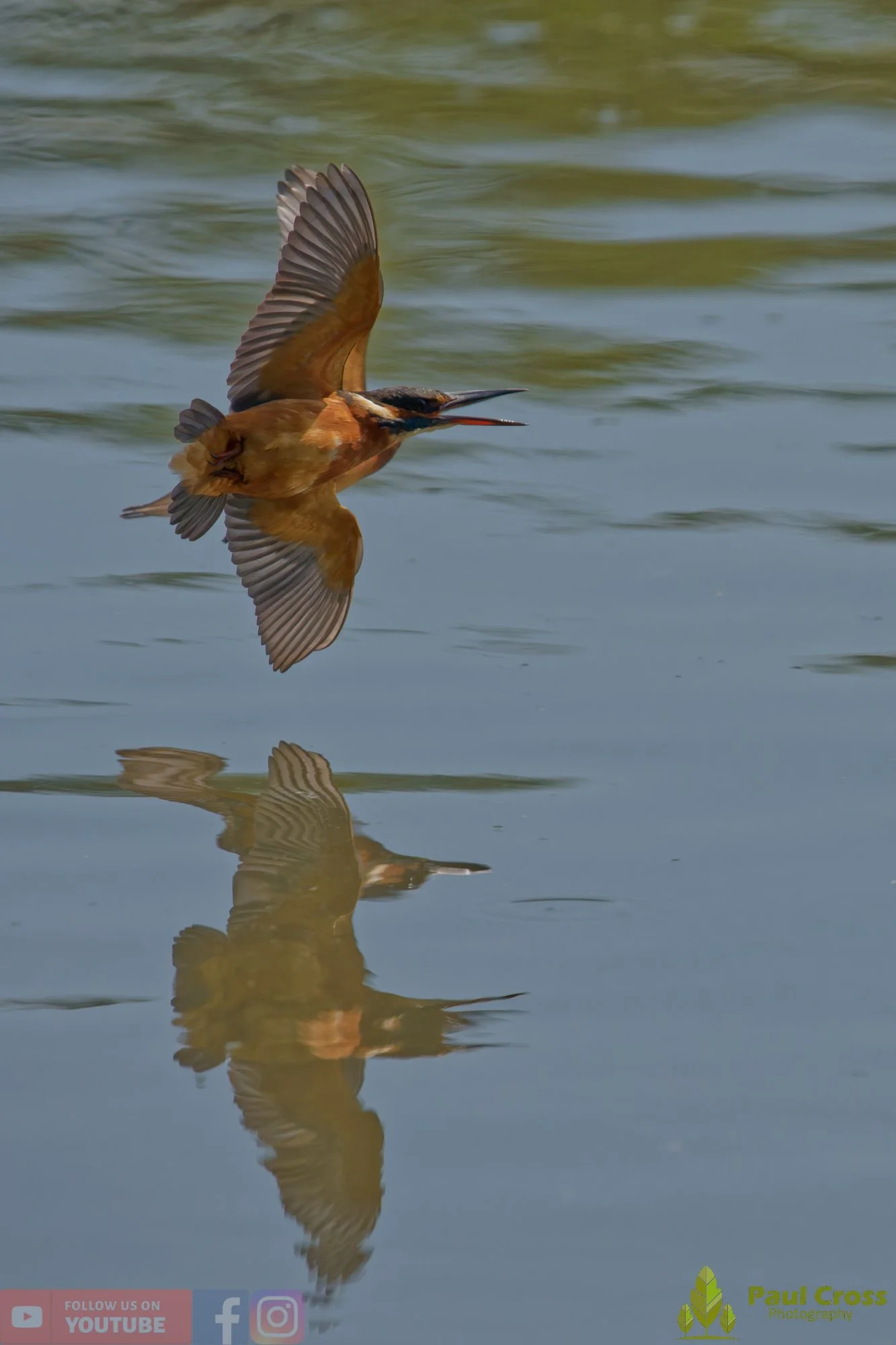 Kingfisher-00911.jpg