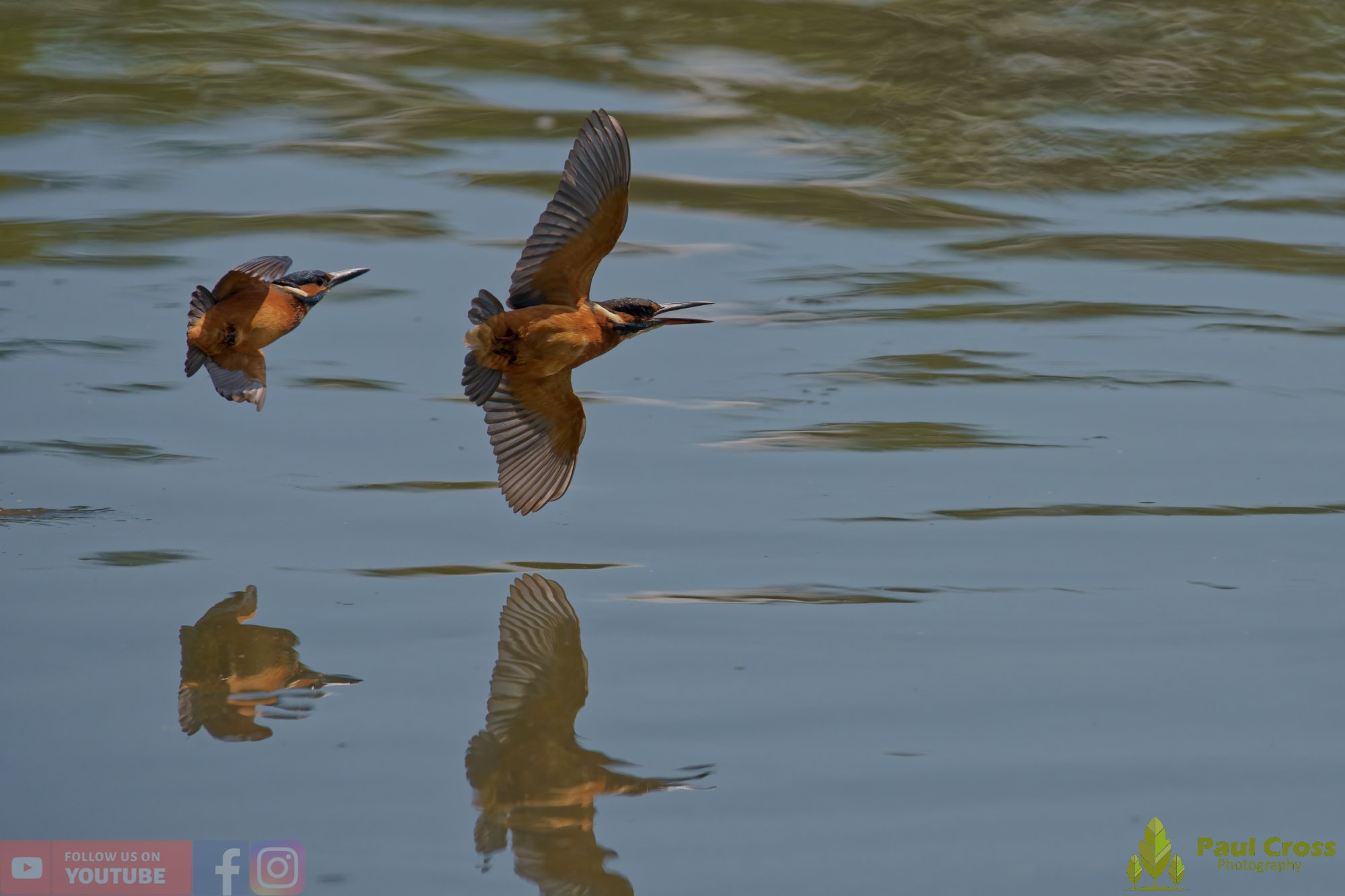 Kingfisher-00912.jpg