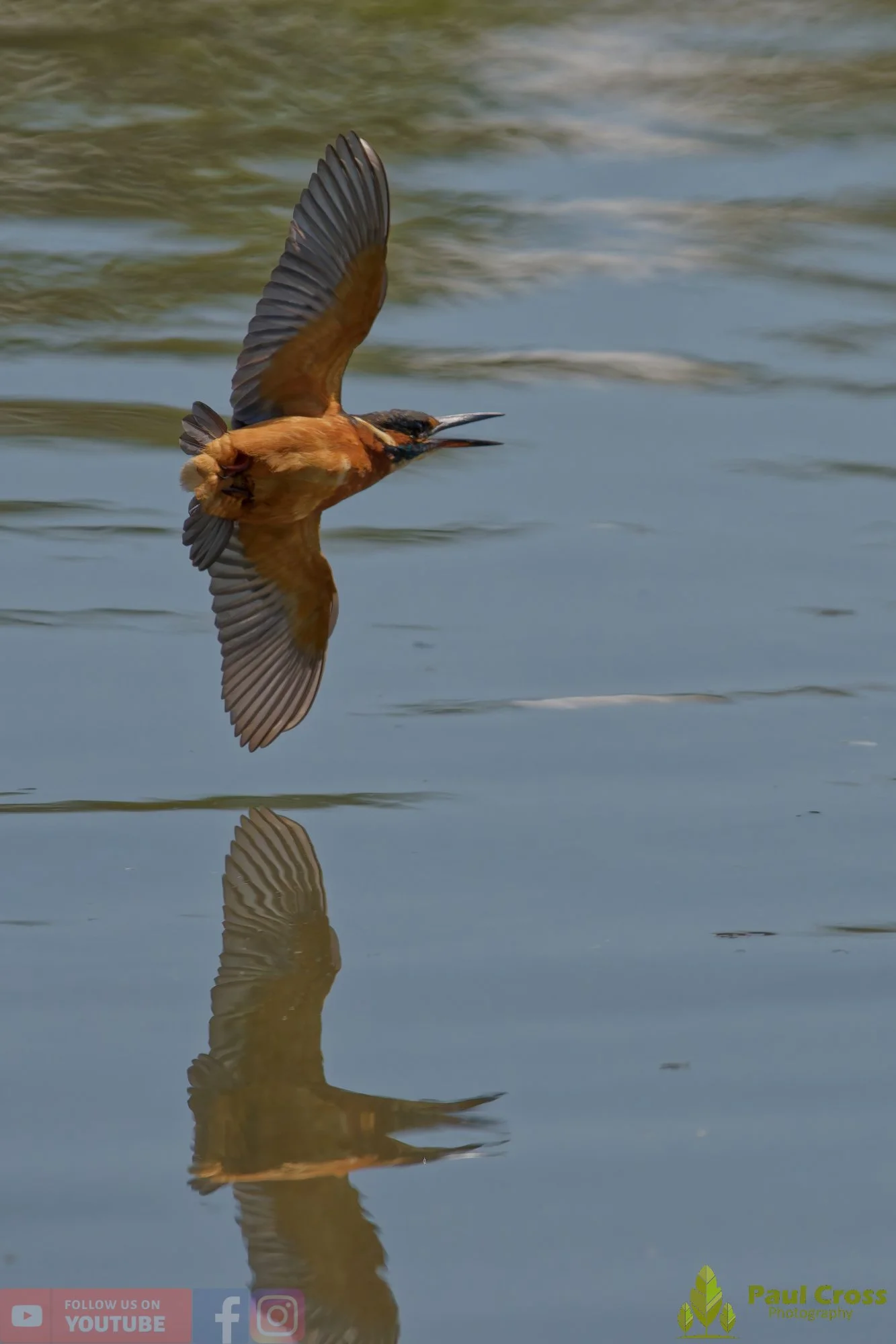 Kingfisher-00913.jpg