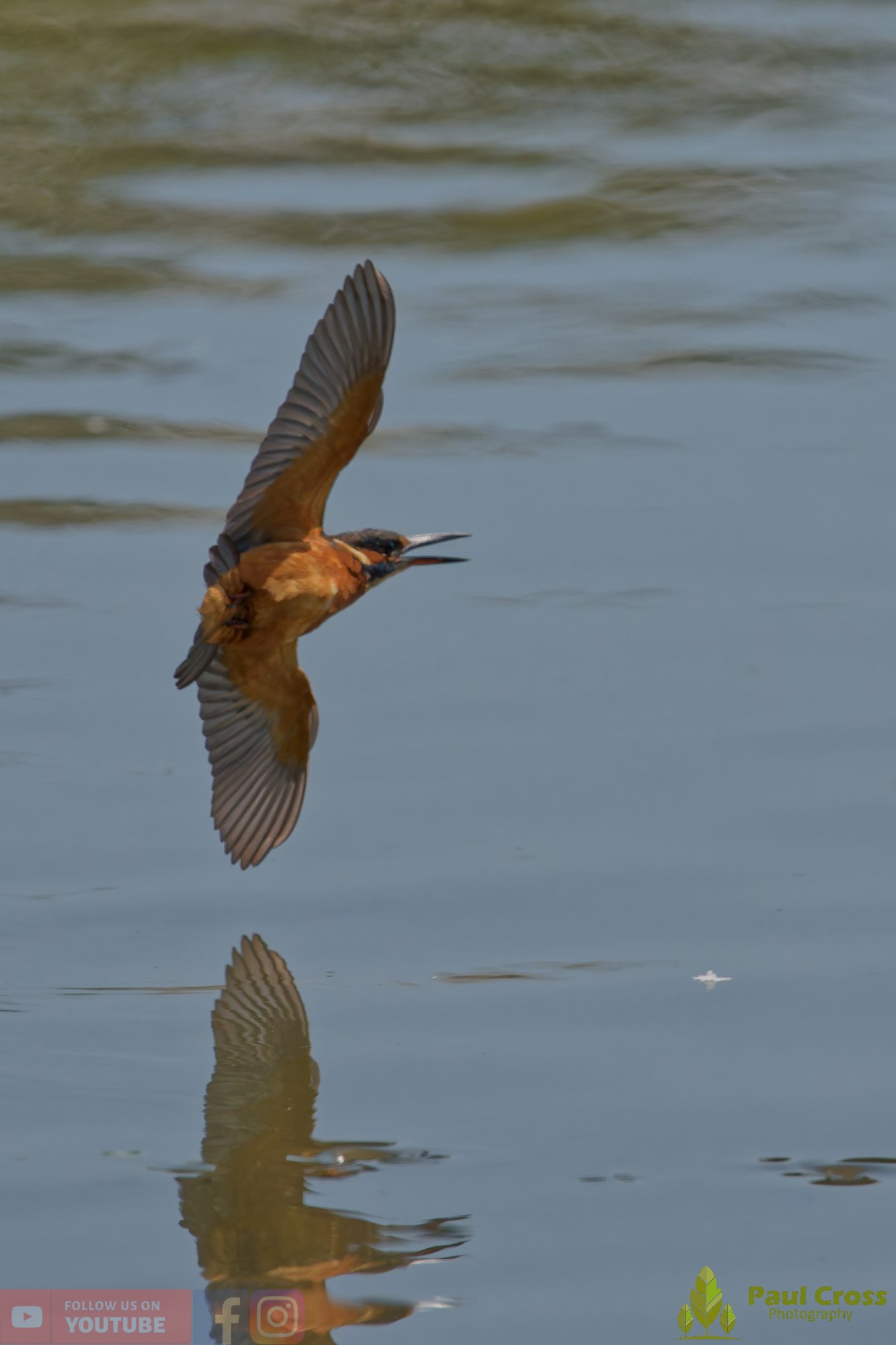Kingfisher-00914.jpg