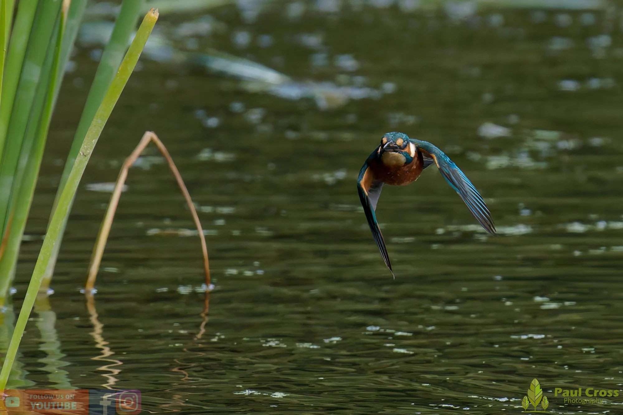 Kingfisher-00942.jpg