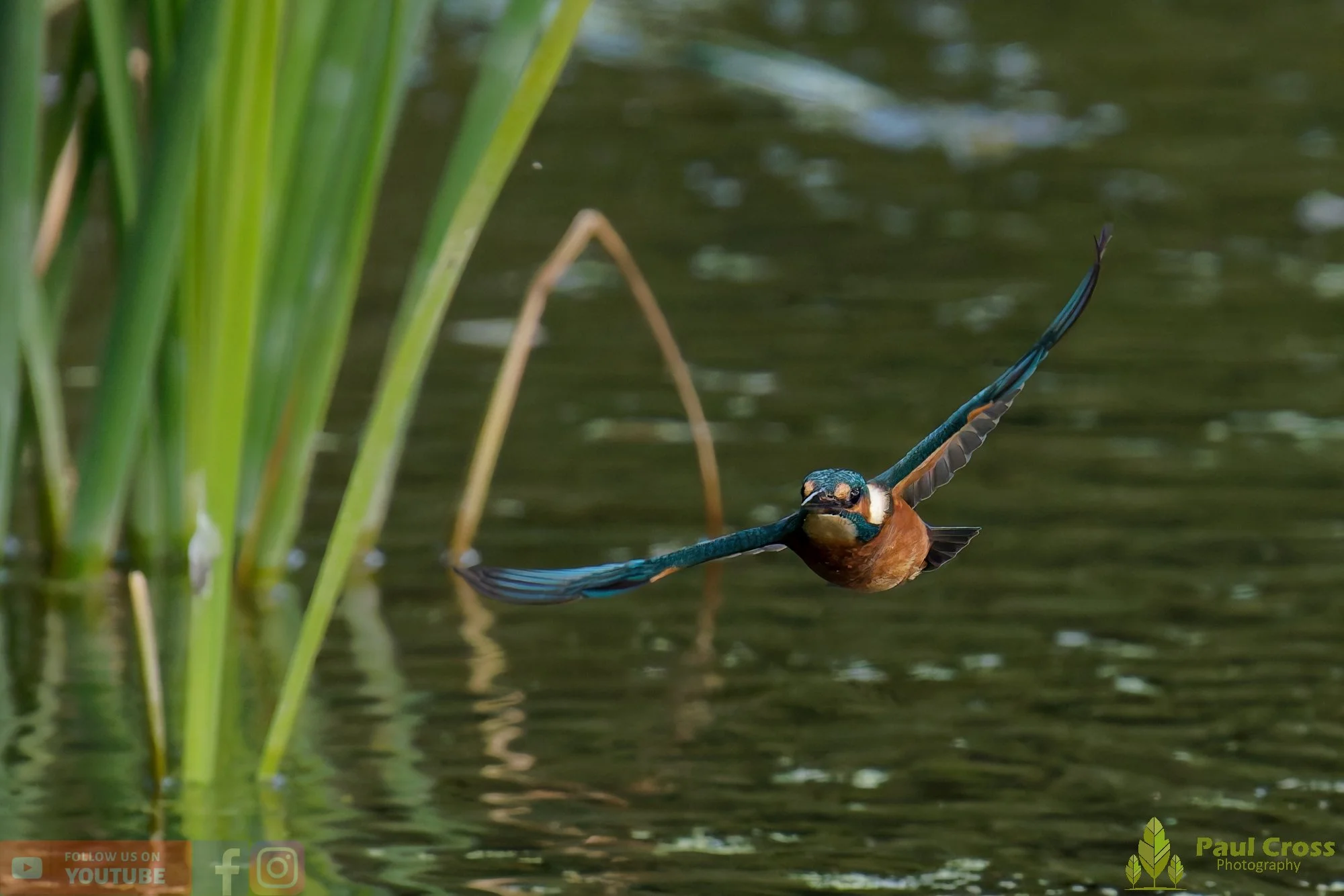 Kingfisher-00943.jpg