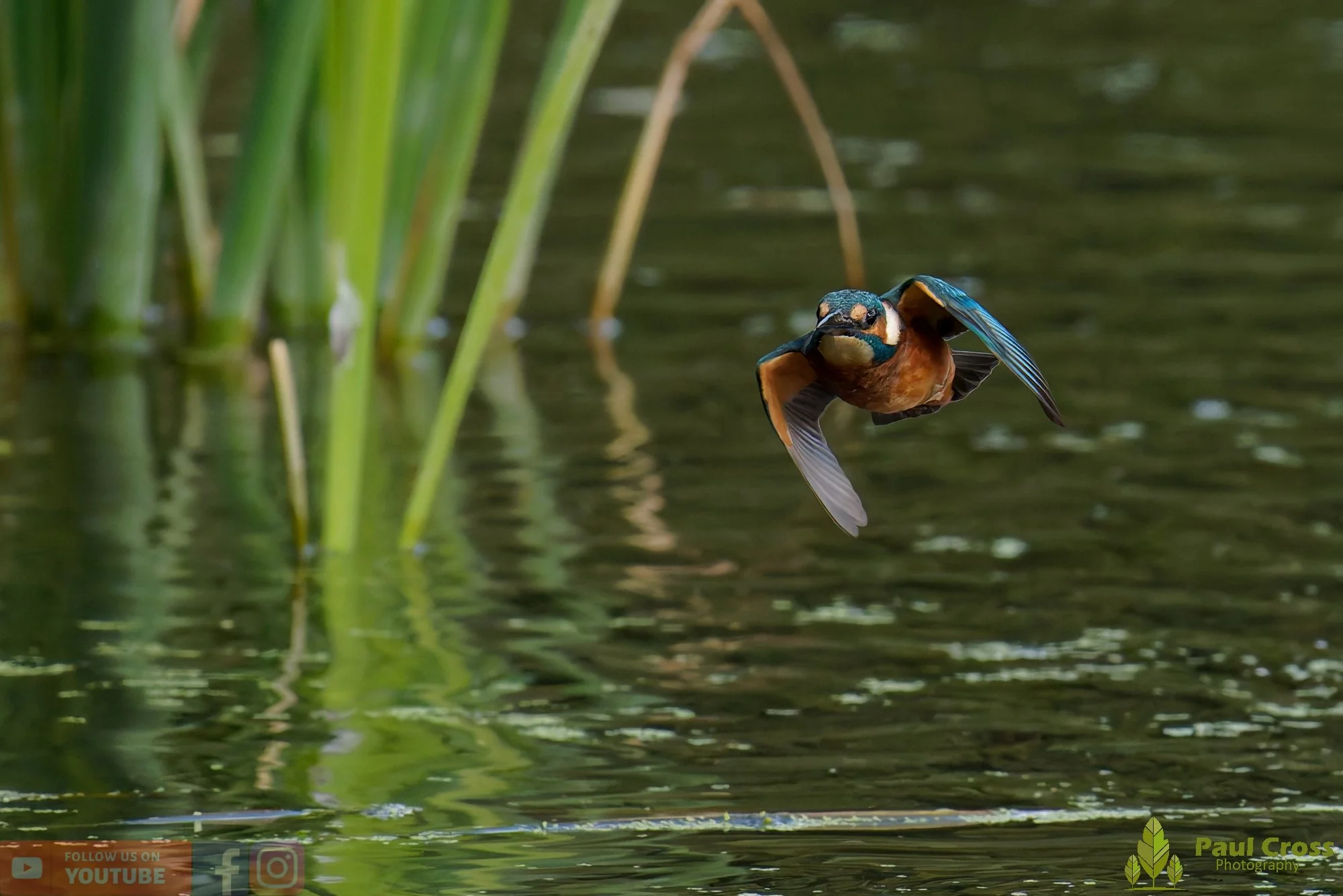Kingfisher-00944.jpg