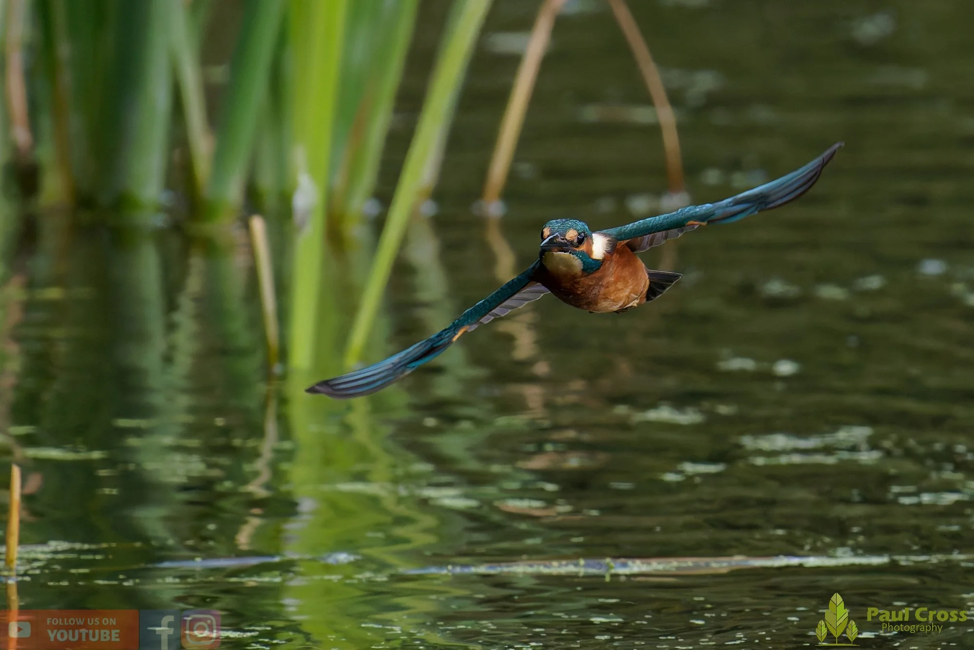 Kingfisher-00945.jpg
