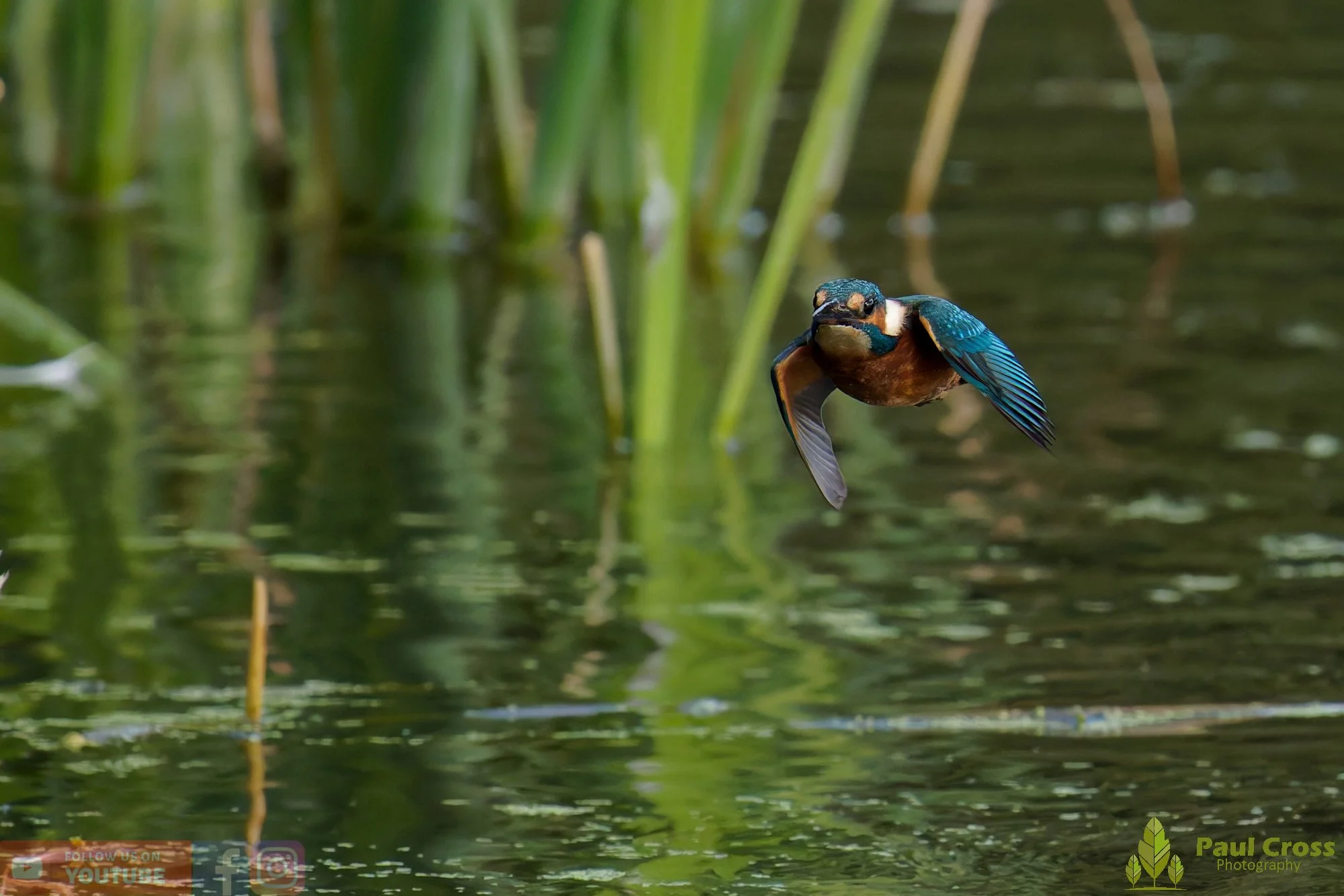 Kingfisher-00946.jpg